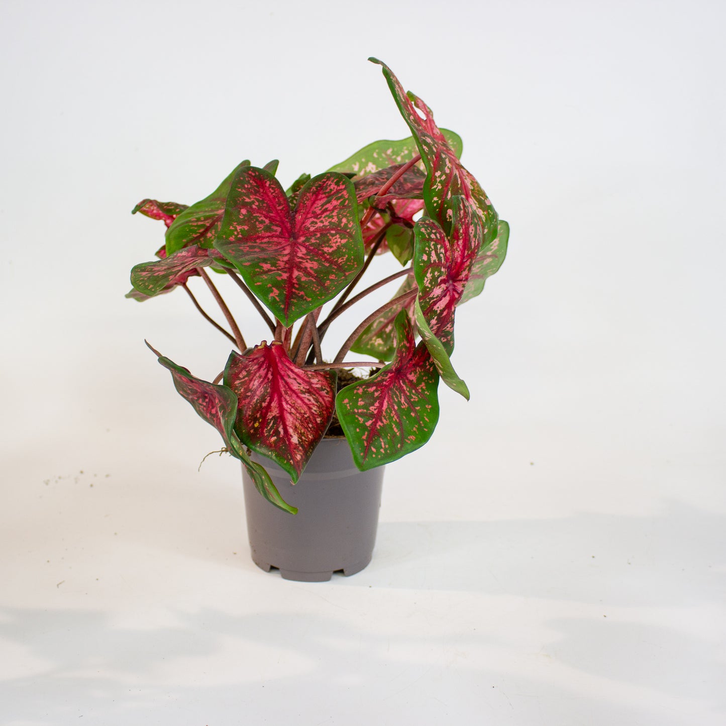 Caladium - Choose one from our selection 12cm H25cm