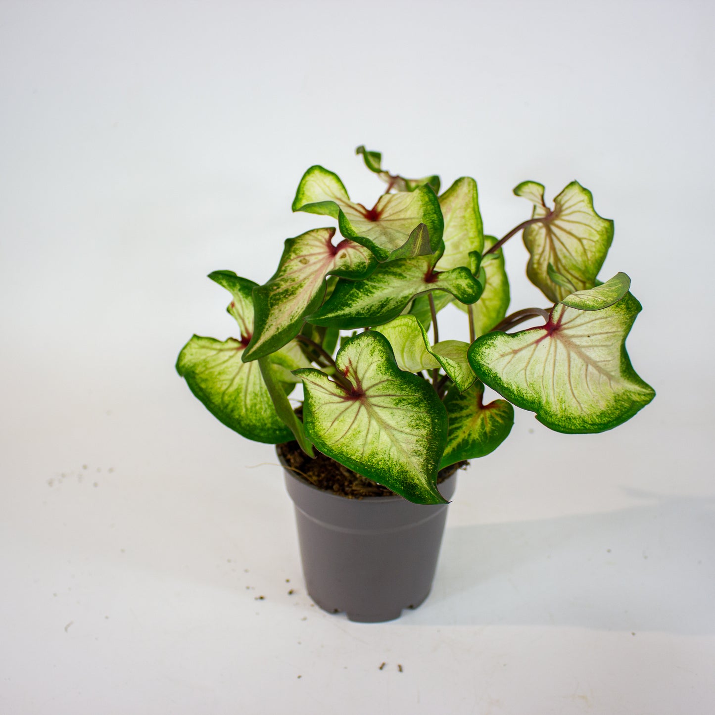 Caladium - Choose one from our selection 12cm H25cm