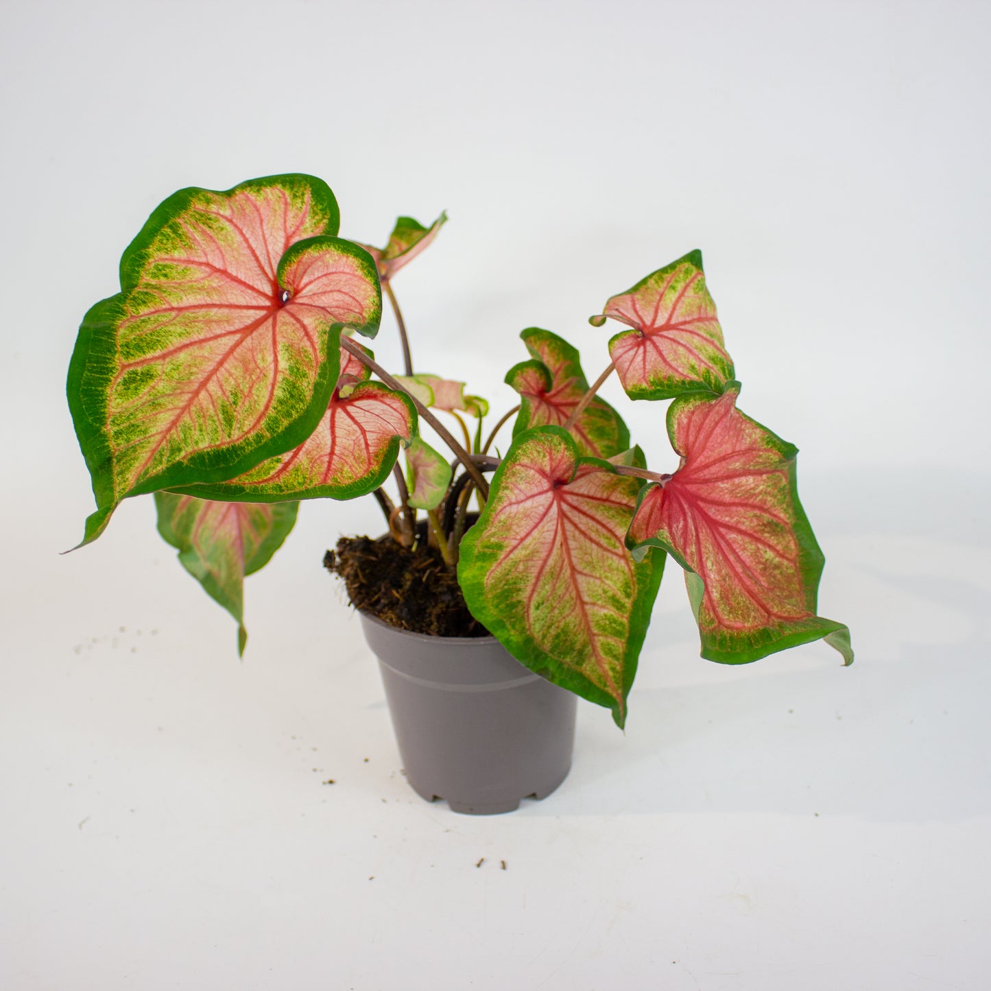 Caladium - Choose one from our selection 12cm H25cm