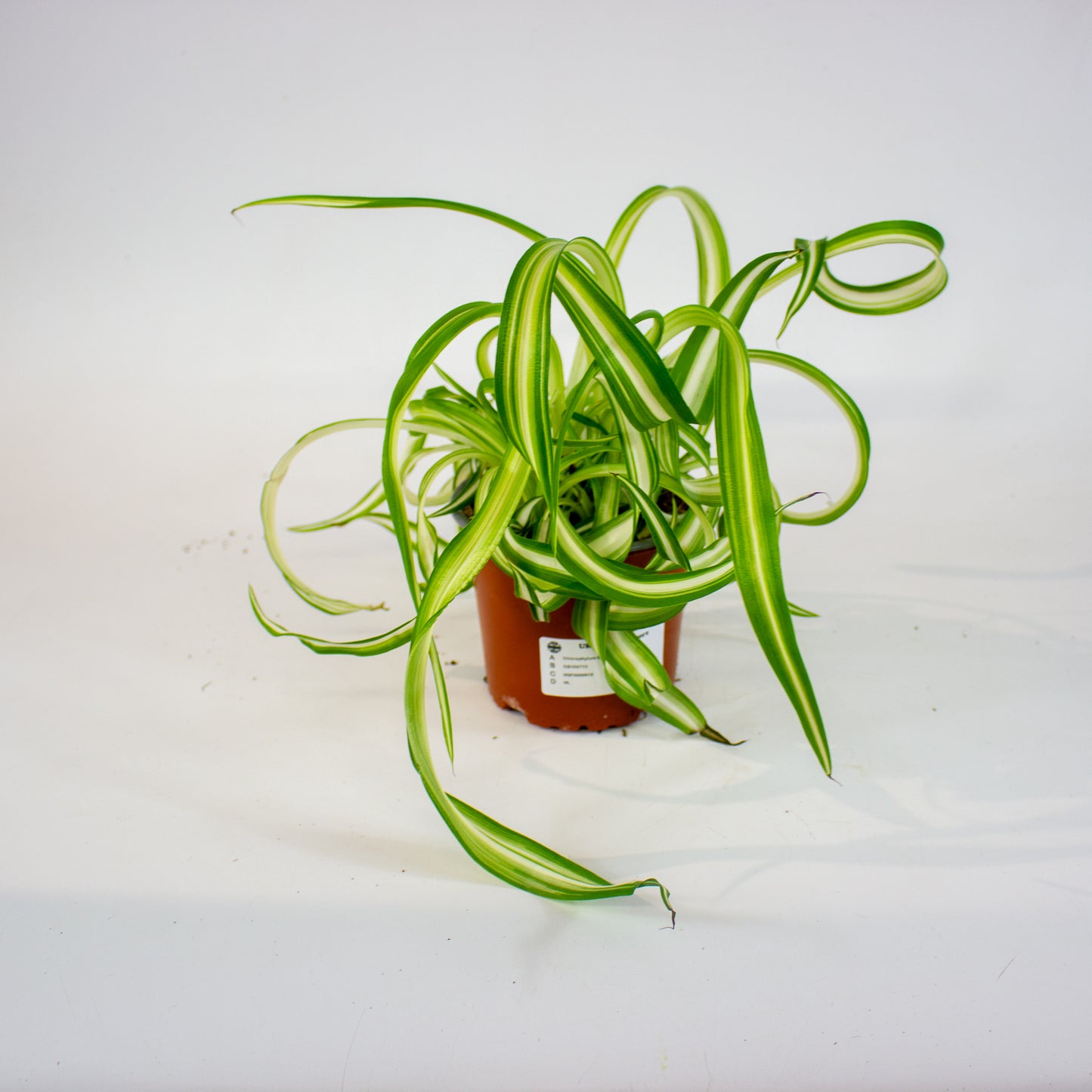 Chlorophytum Bonnie 12cm H35cm