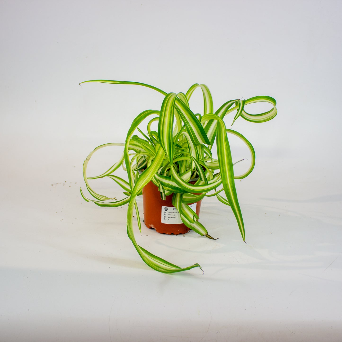 Chlorophytum Bonnie 12cm H35cm