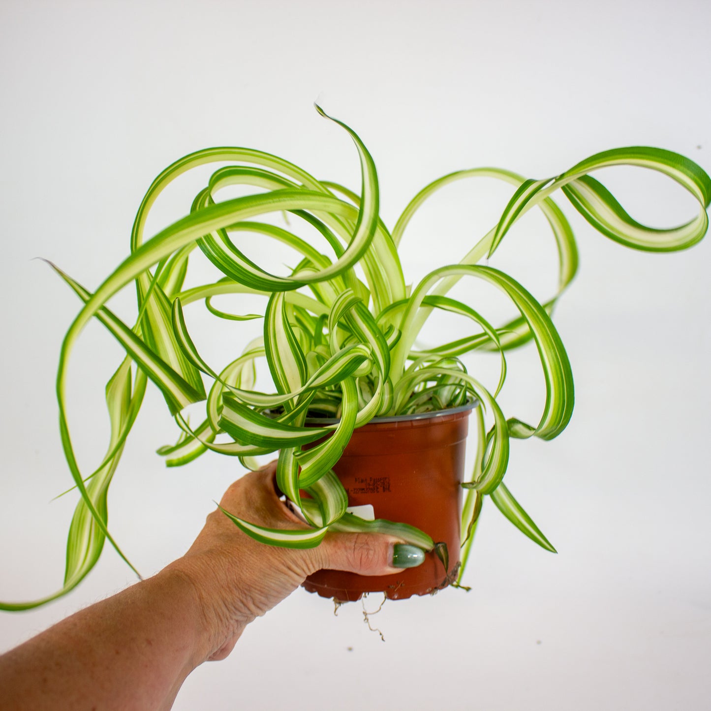 Chlorophytum Bonnie 12cm H35cm