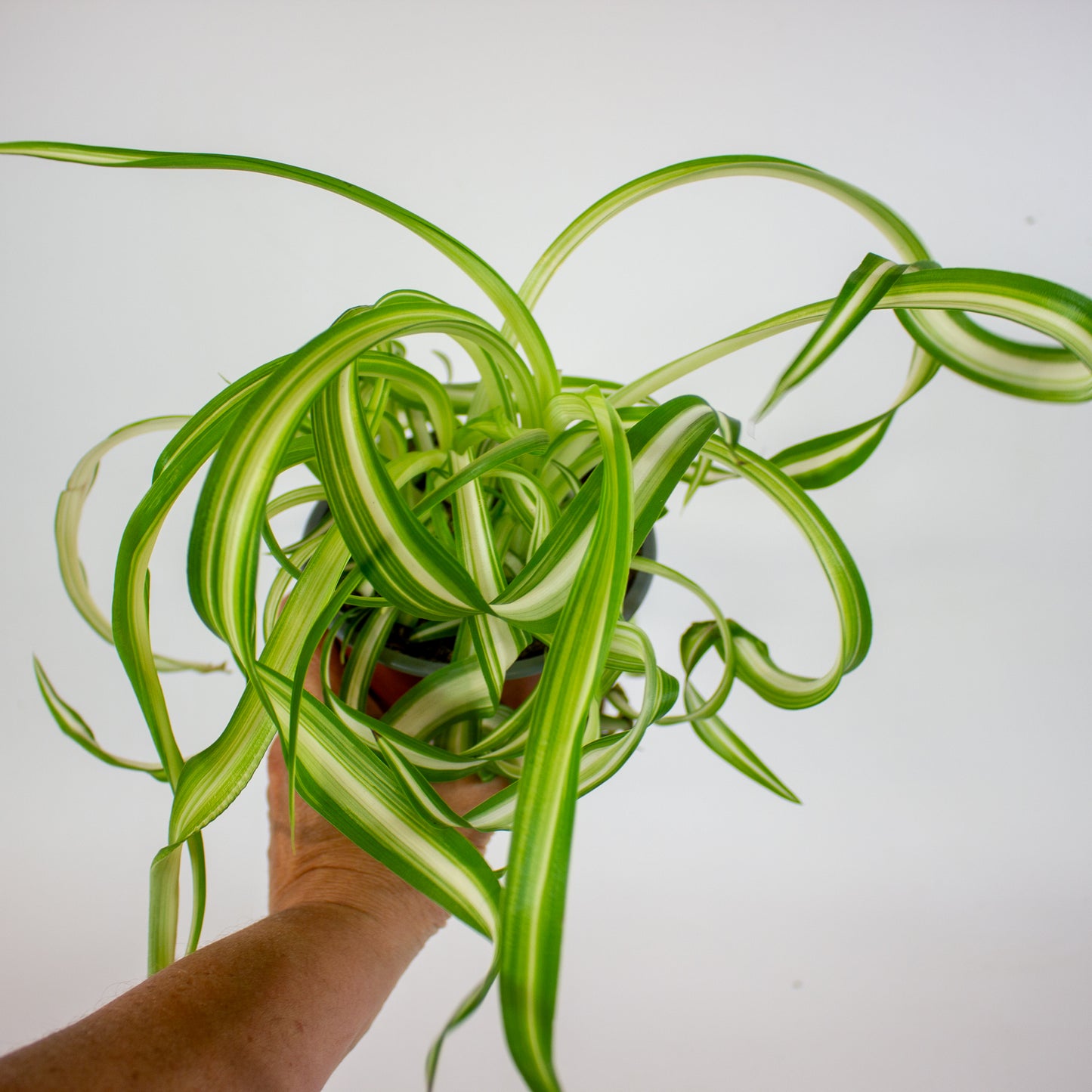 Chlorophytum Bonnie 12cm H35cm