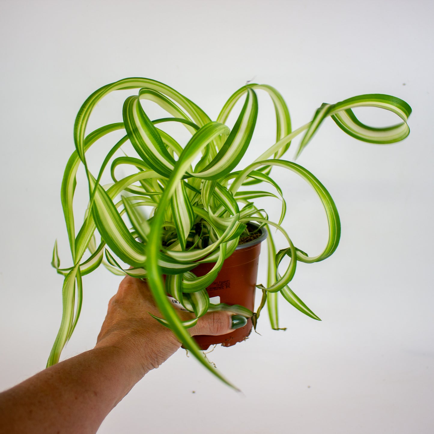 Chlorophytum Bonnie 12cm H35cm