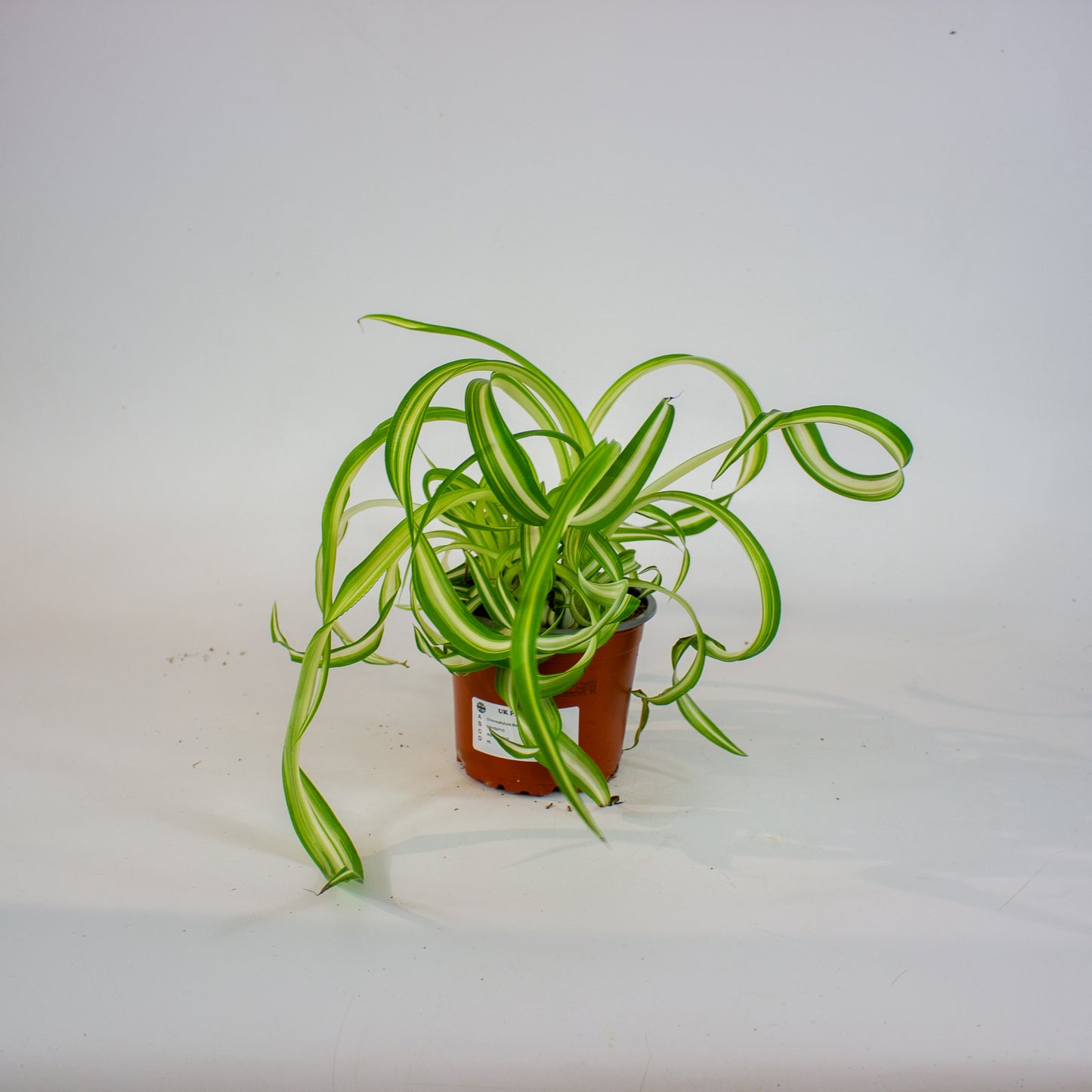 Chlorophytum Bonnie 12cm H35cm