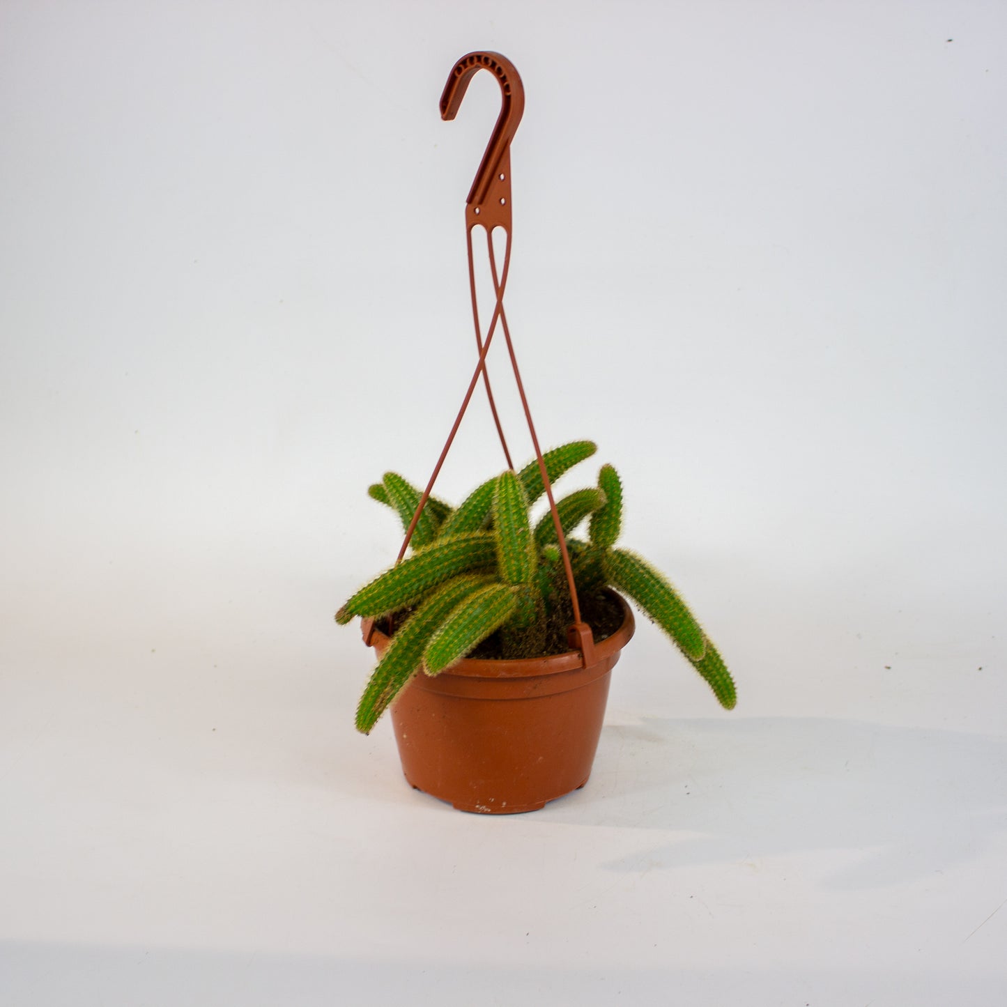 Cleistocactus winteri - Golden Rats Tail 15cm H15cm