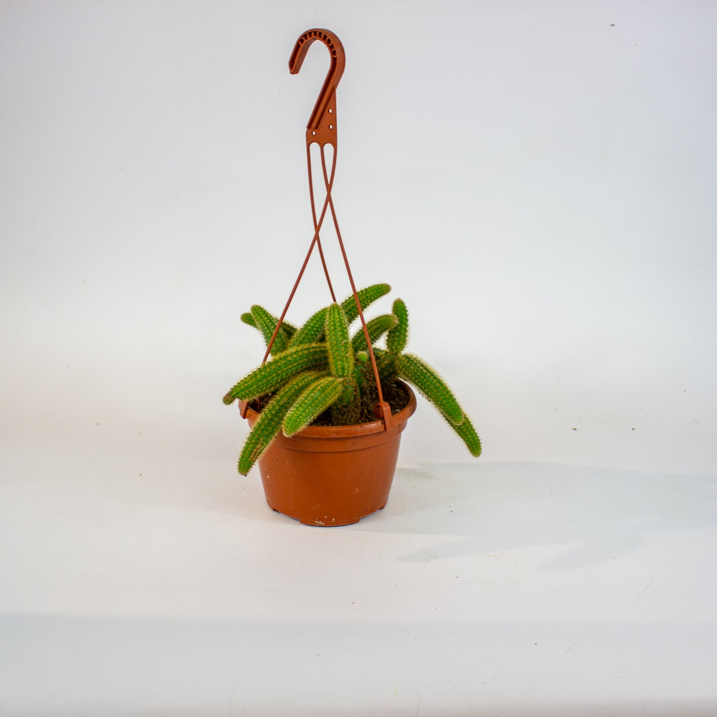 Cleistocactus winteri - Golden Rats Tail 15cm H15cm