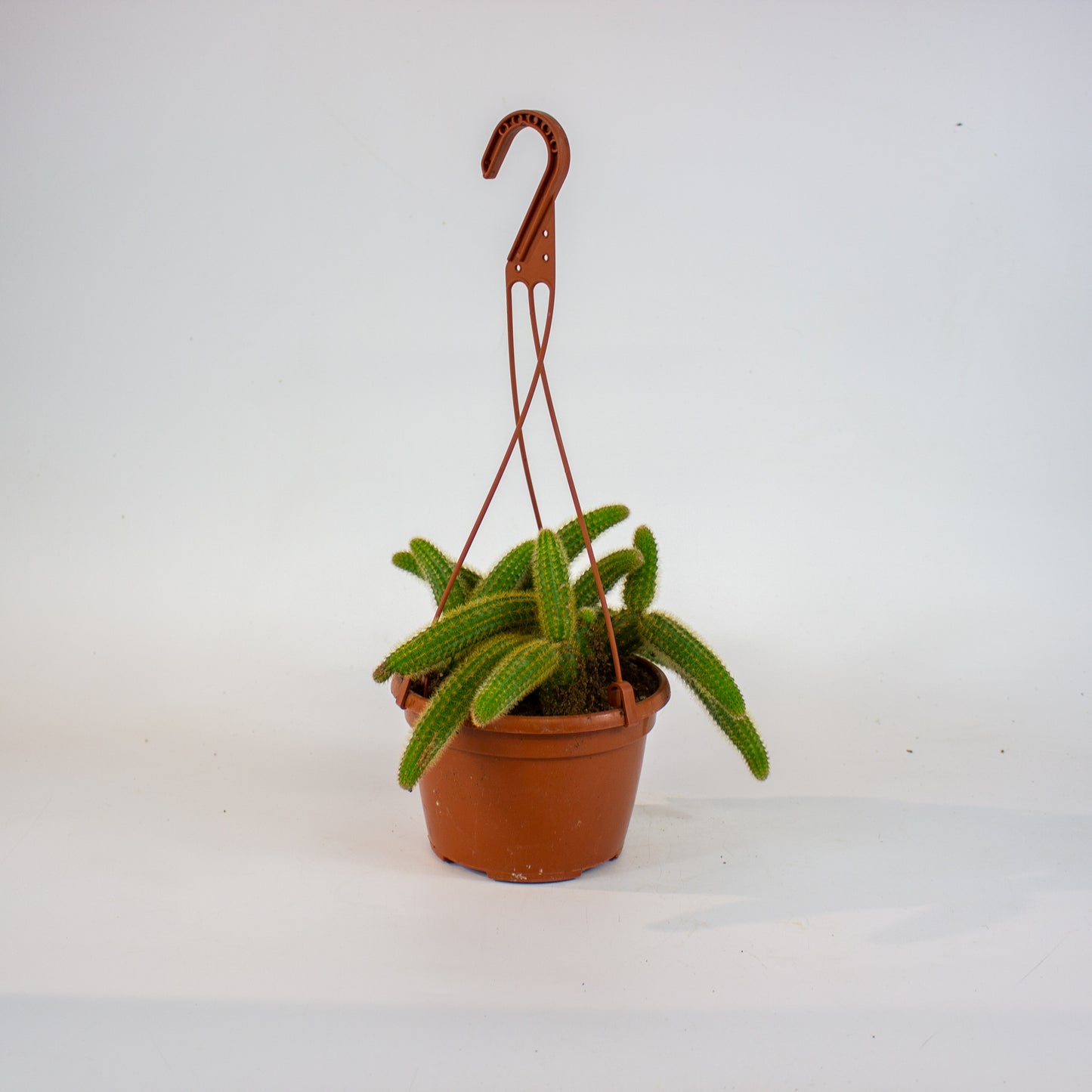 Cleistocactus winteri - Golden Rats Tail 15cm H15cm