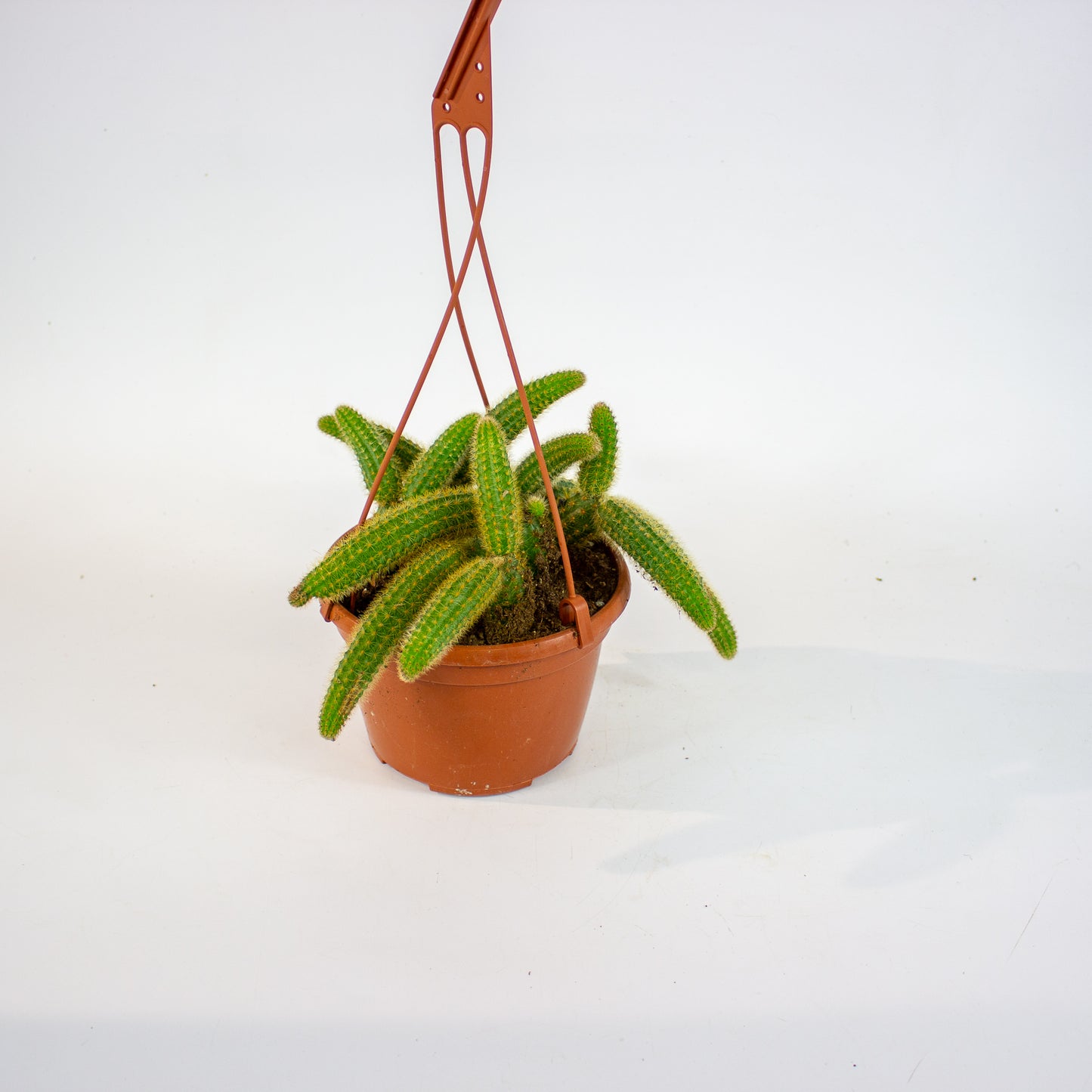 Cleistocactus winteri - Golden Rats Tail 15cm H15cm