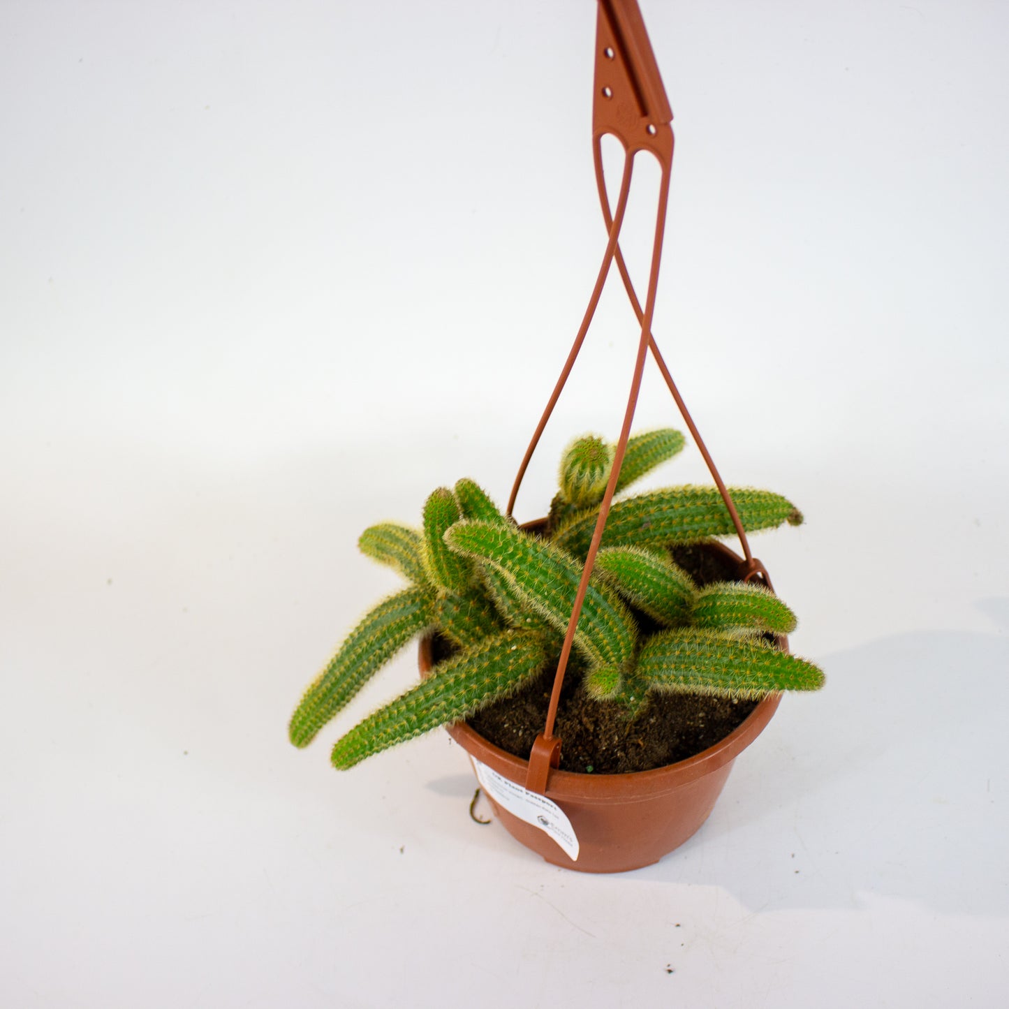 Cleistocactus winteri - Golden Rats Tail 15cm H15cm