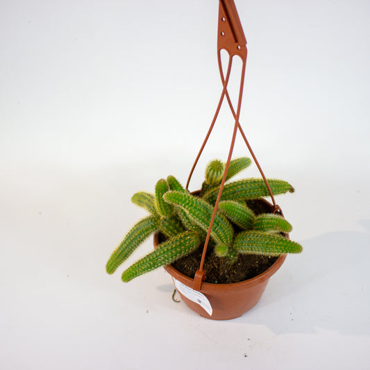 Cleistocactus winteri 'Golden Rat Tail' 1