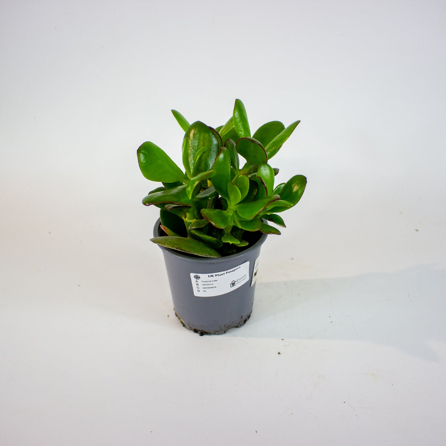 Crassula ovata 13cm H25cm