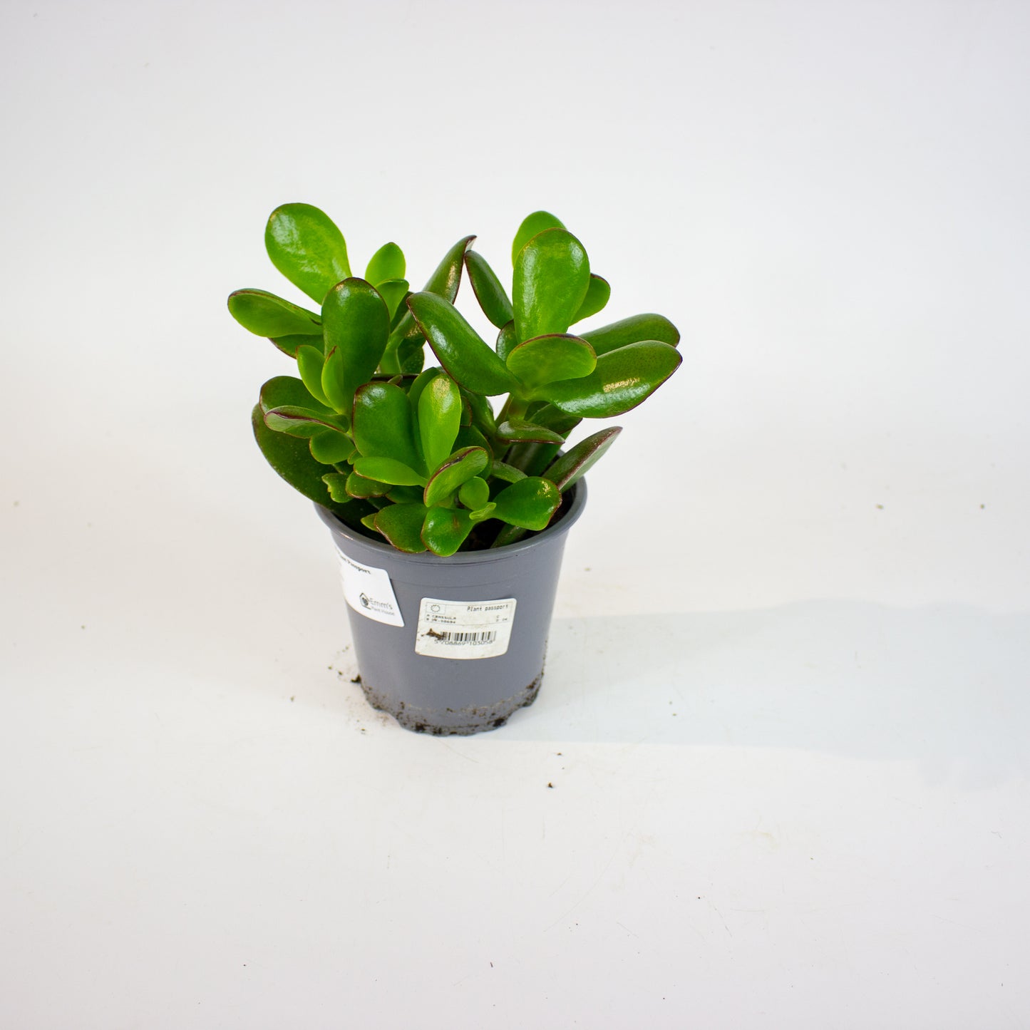 Crassula ovata 13cm H25cm