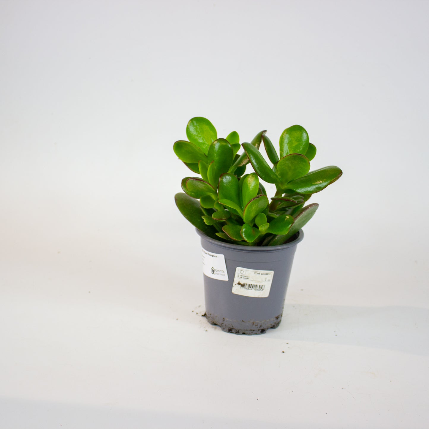 Crassula ovata 13cm H25cm