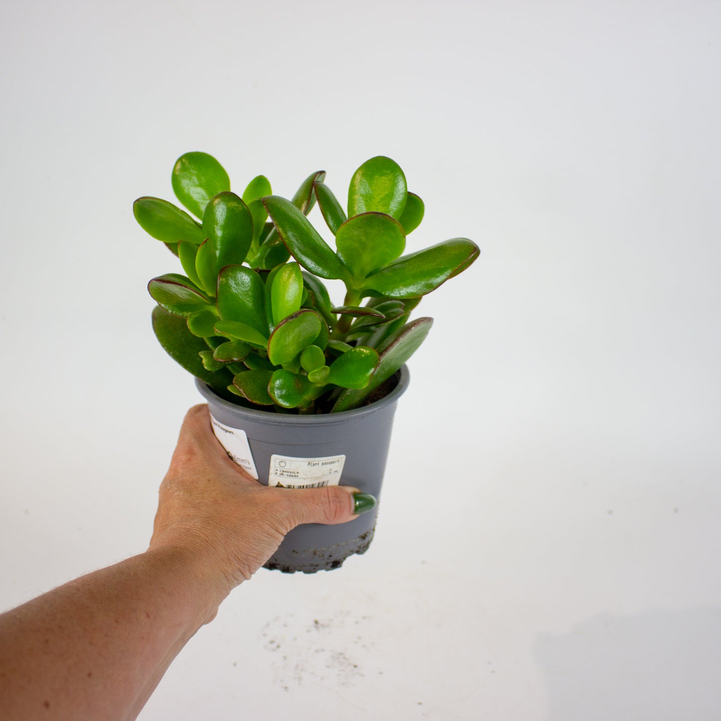 Crassula ovata 13cm H25cm