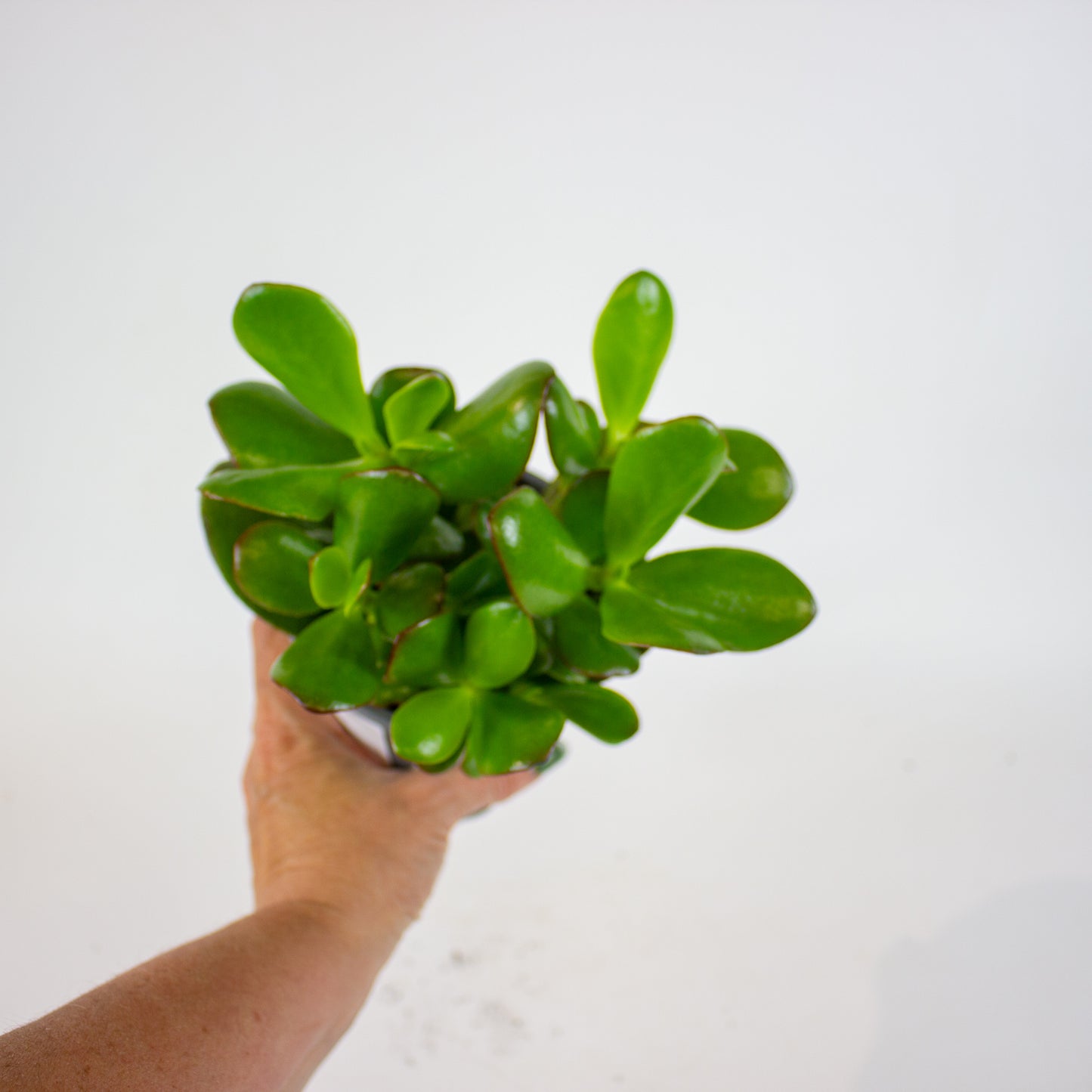 Crassula ovata 13cm H25cm