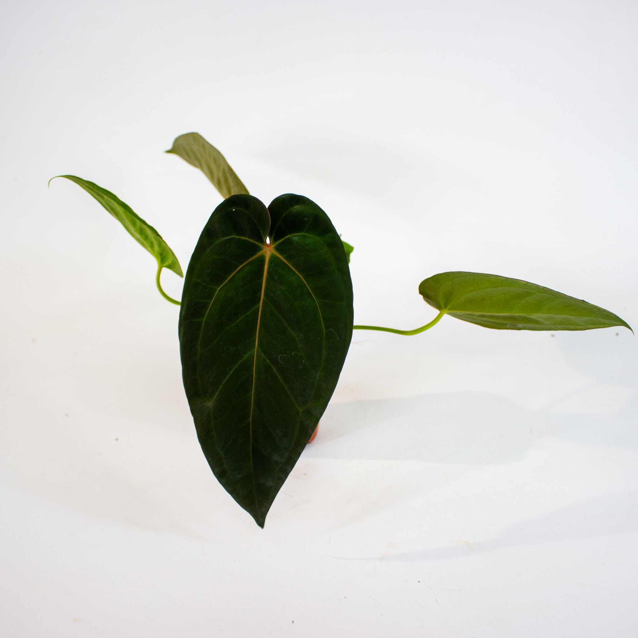 DocBlock Anthurium Michelle® X Red Velvet Cake® '24' X Goliath 9cm H20 ...