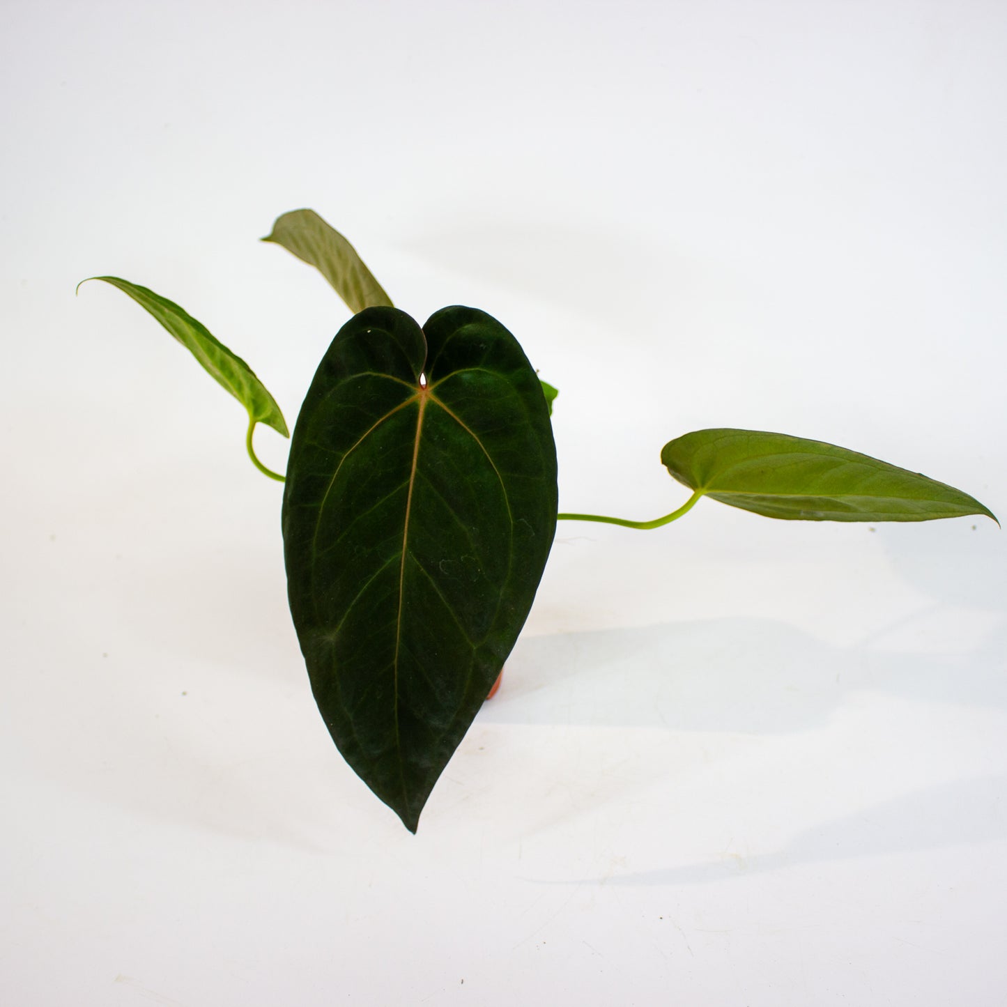DocBlock Anthurium Michelle® X Red Velvet Cake® '24' X Goliath 9cm H20cm