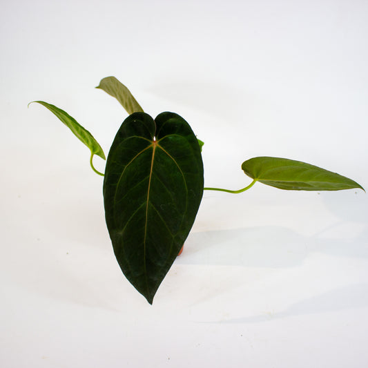 Anthurium 'DocBlock Michelle' 4