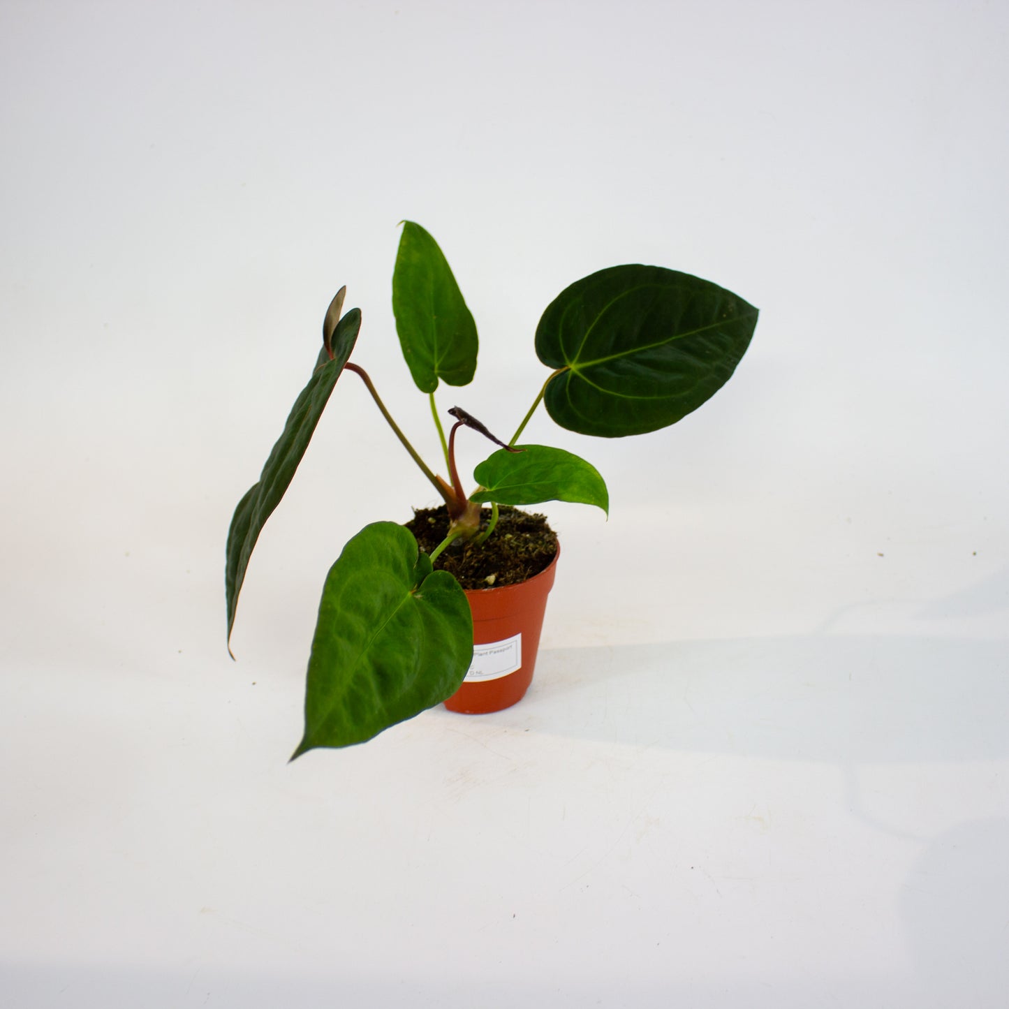 DocBlock Anthurium Michelle® X Red Velvet Cake® '24' X Goliath 9cm H20cm
