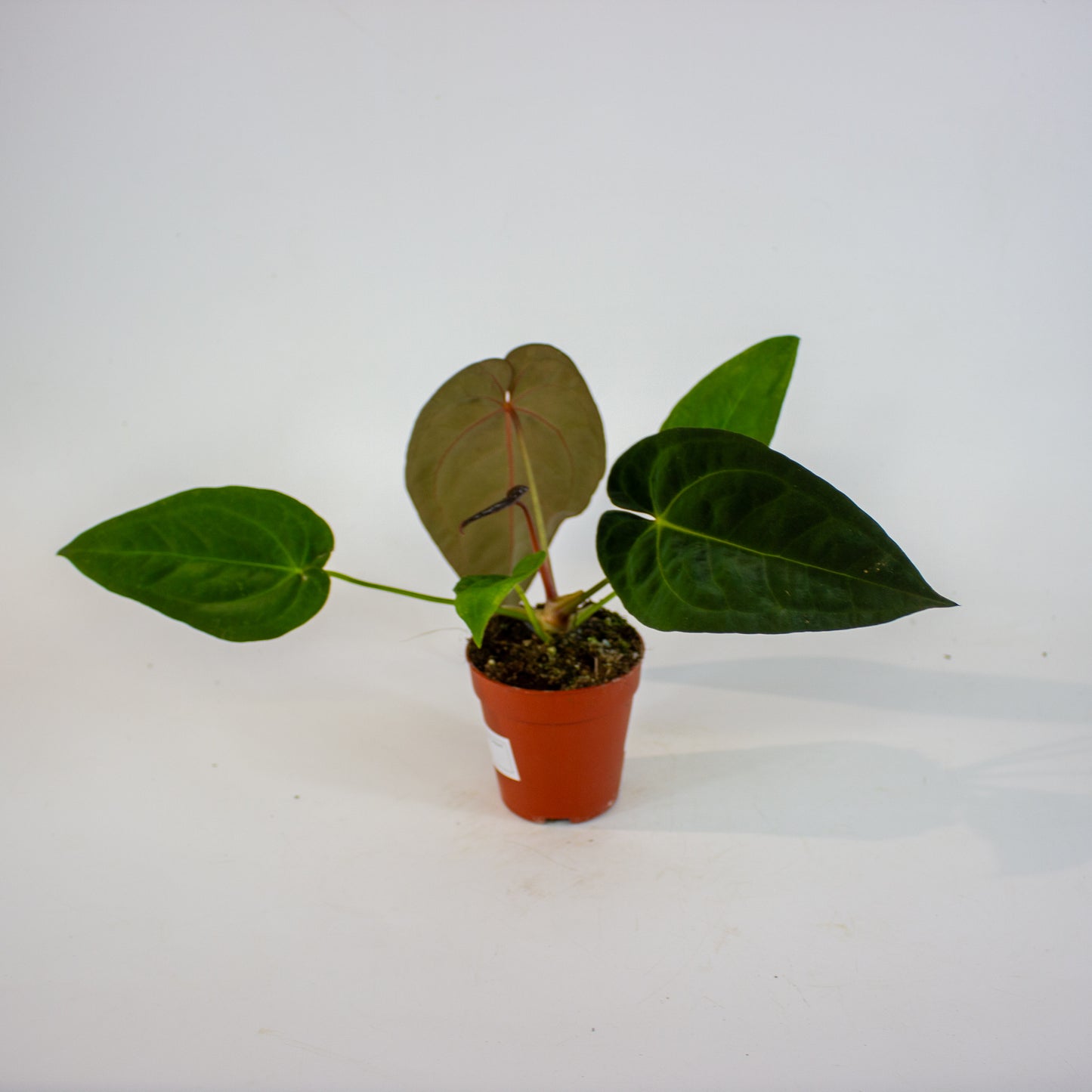 DocBlock Anthurium Michelle® X Red Velvet Cake® '24' X Goliath 9cm H20cm