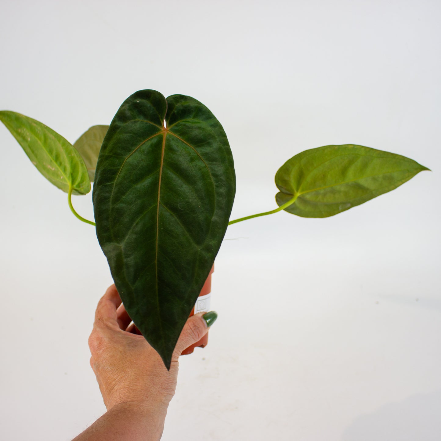 DocBlock Anthurium Michelle® X Red Velvet Cake® '24' X Goliath 9cm H20cm