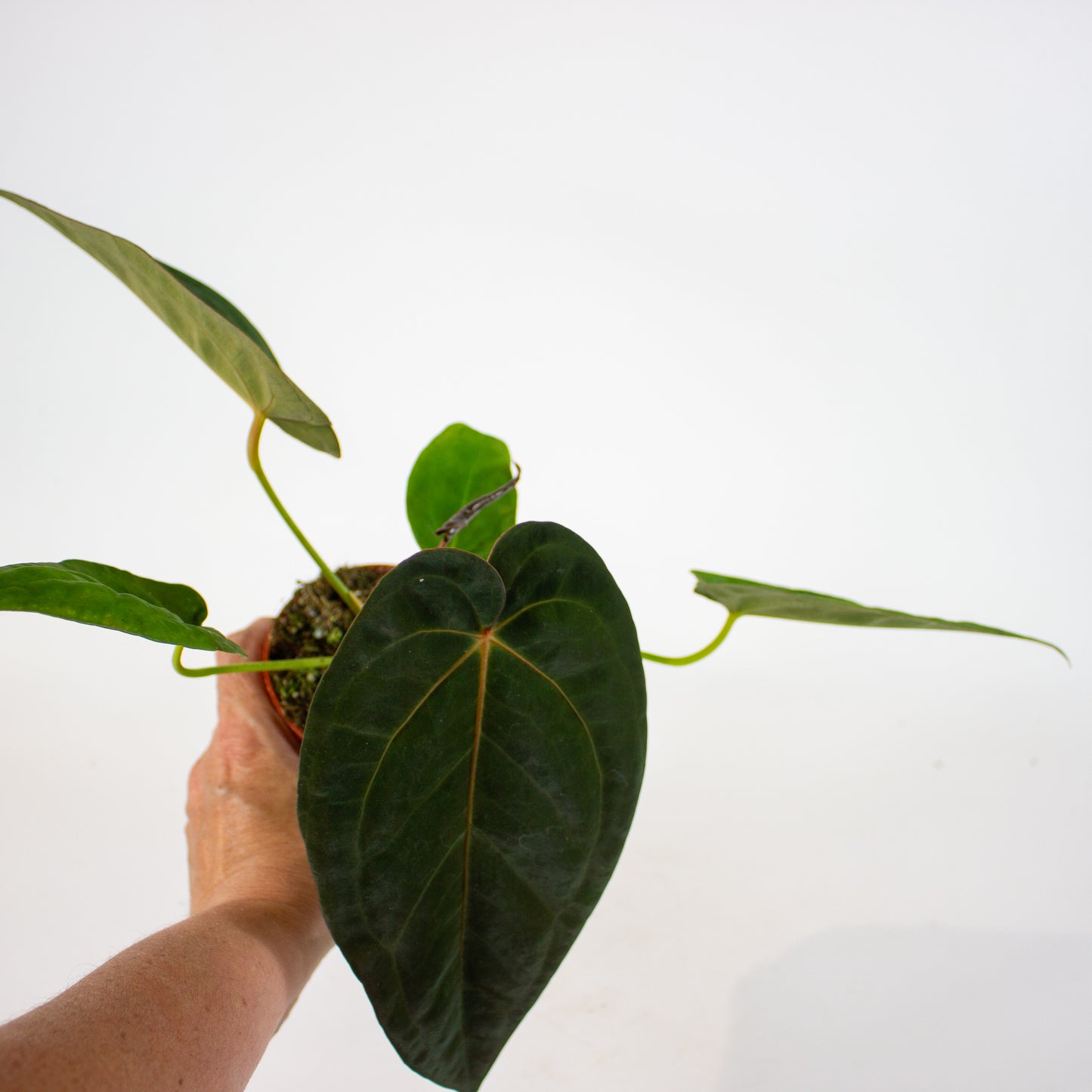 DocBlock Anthurium Michelle® X Red Velvet Cake® '24' X Goliath 9cm H20cm