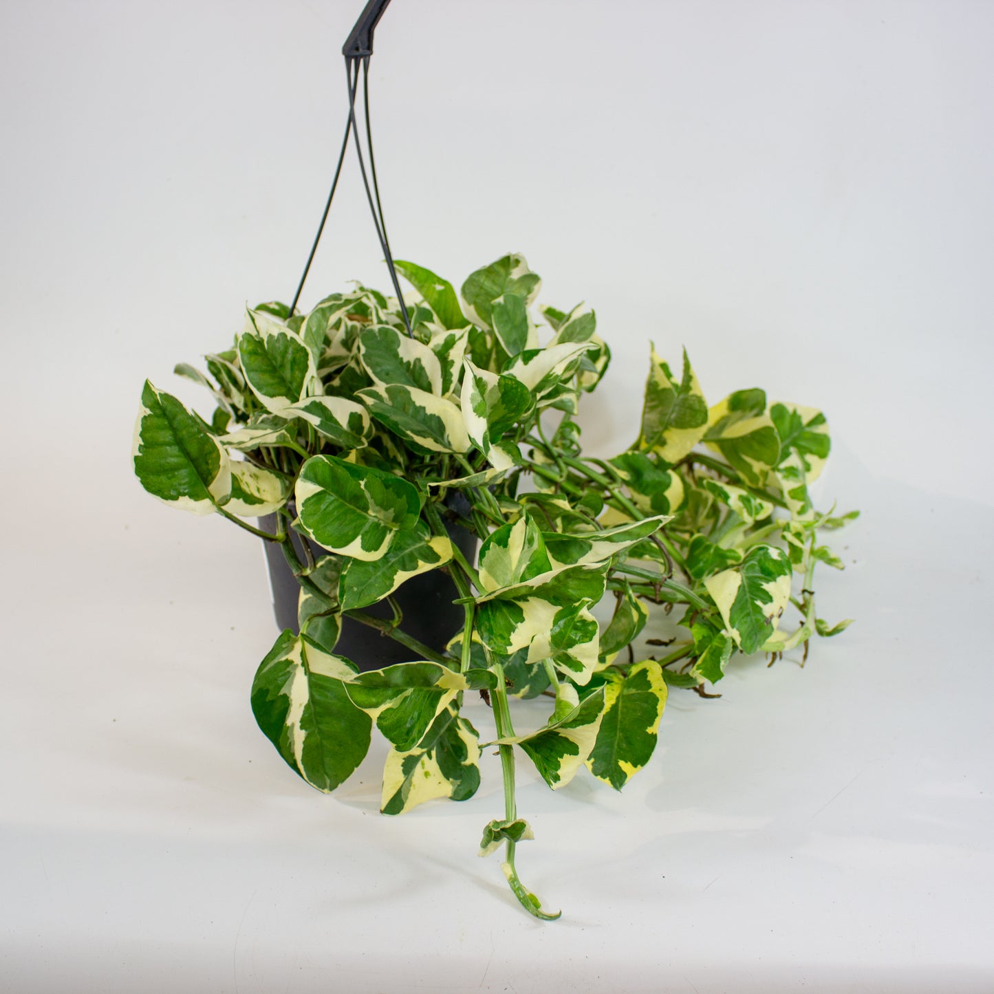 Epipremnum Njoy 17cm H35cm