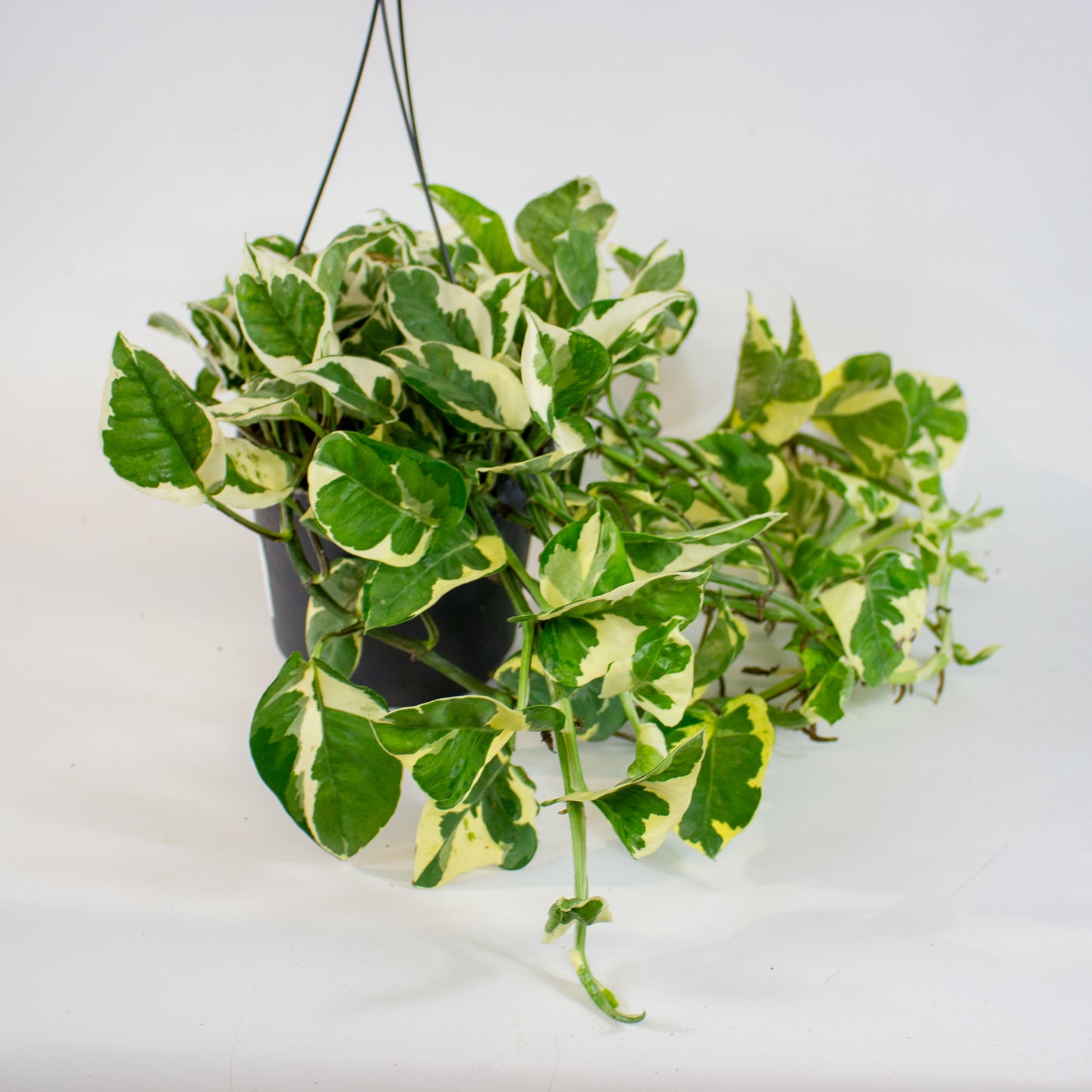 Epipremnum Njoy 17cm H35cm