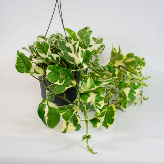 Epipremnum aureum 'N'Joy' 1