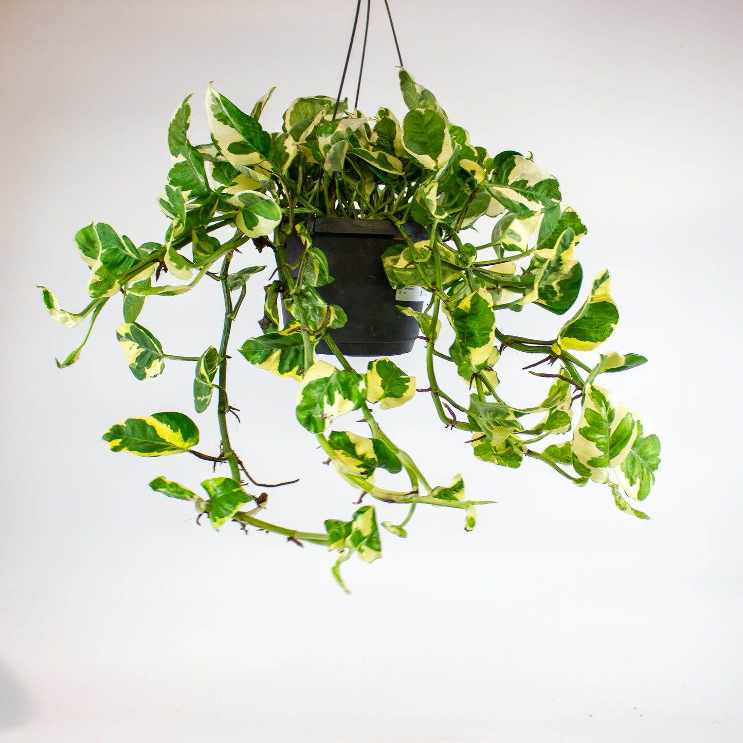Epipremnum Njoy 17cm H35cm