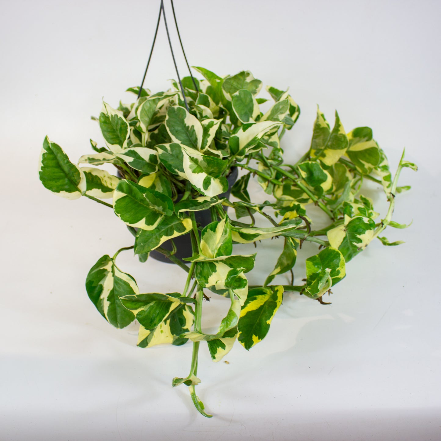 Epipremnum Njoy 17cm H35cm