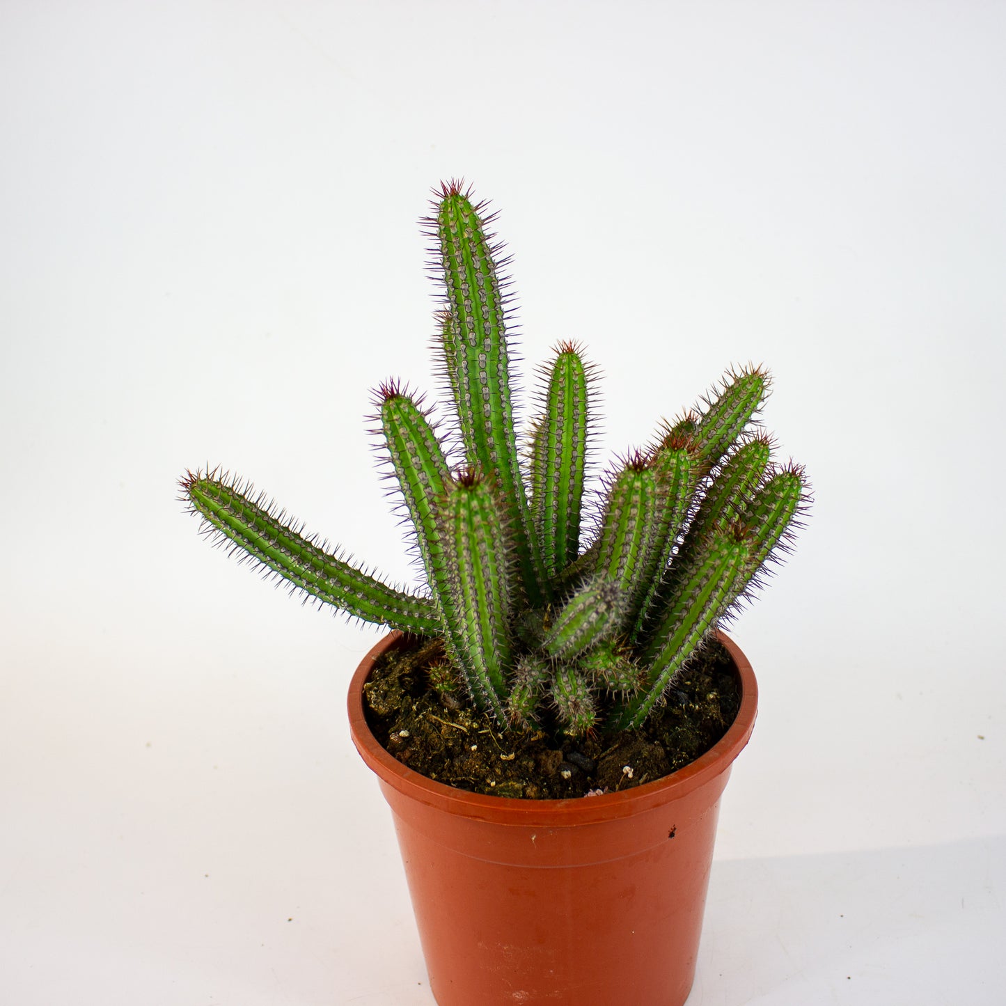 Euphorbia badoensis 17cm H40cm