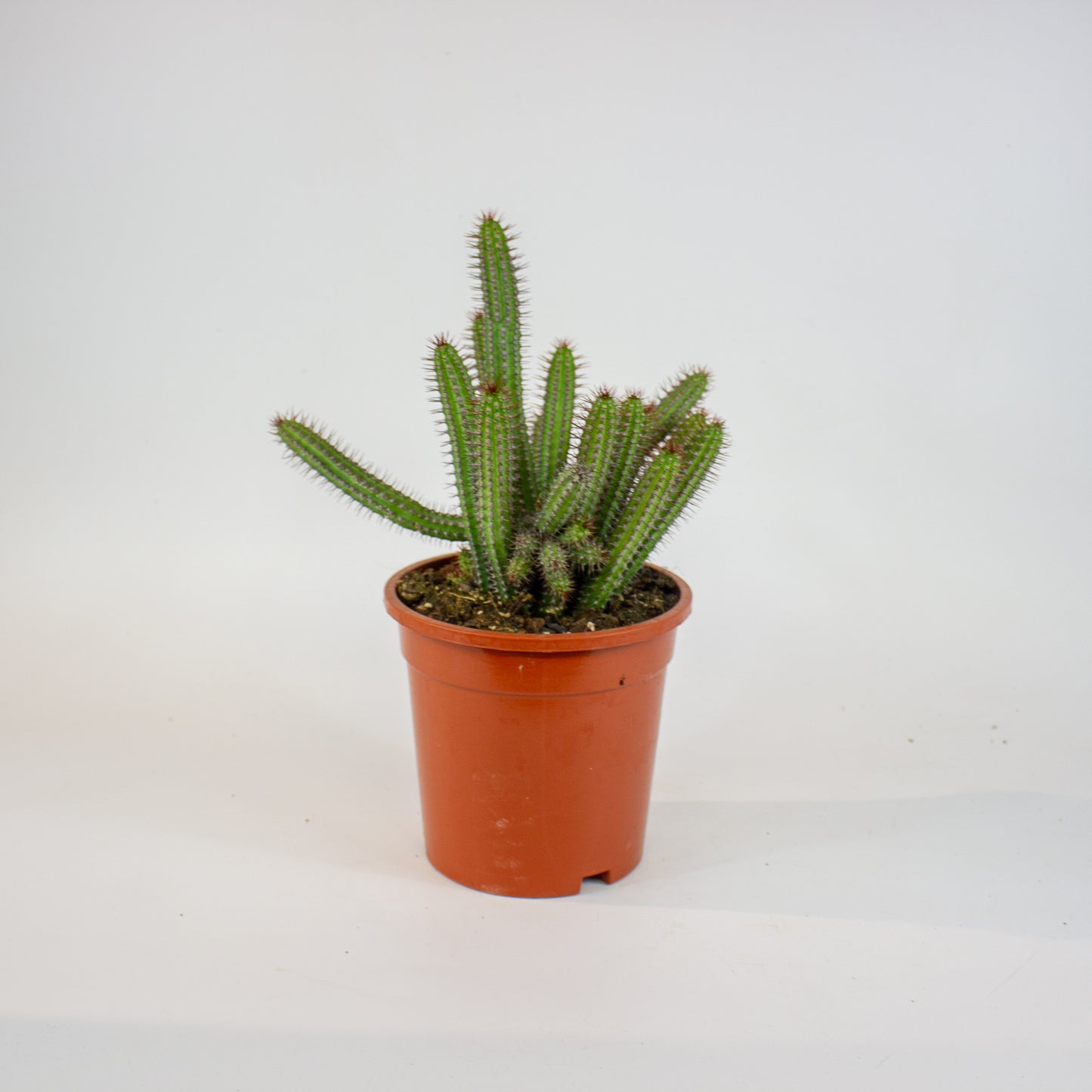 Euphorbia badoensis 17cm H40cm
