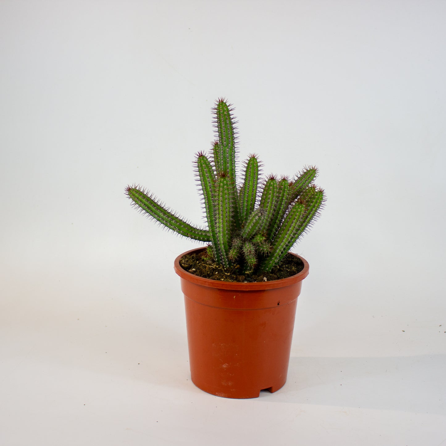 Euphorbia badoensis 17cm H40cm