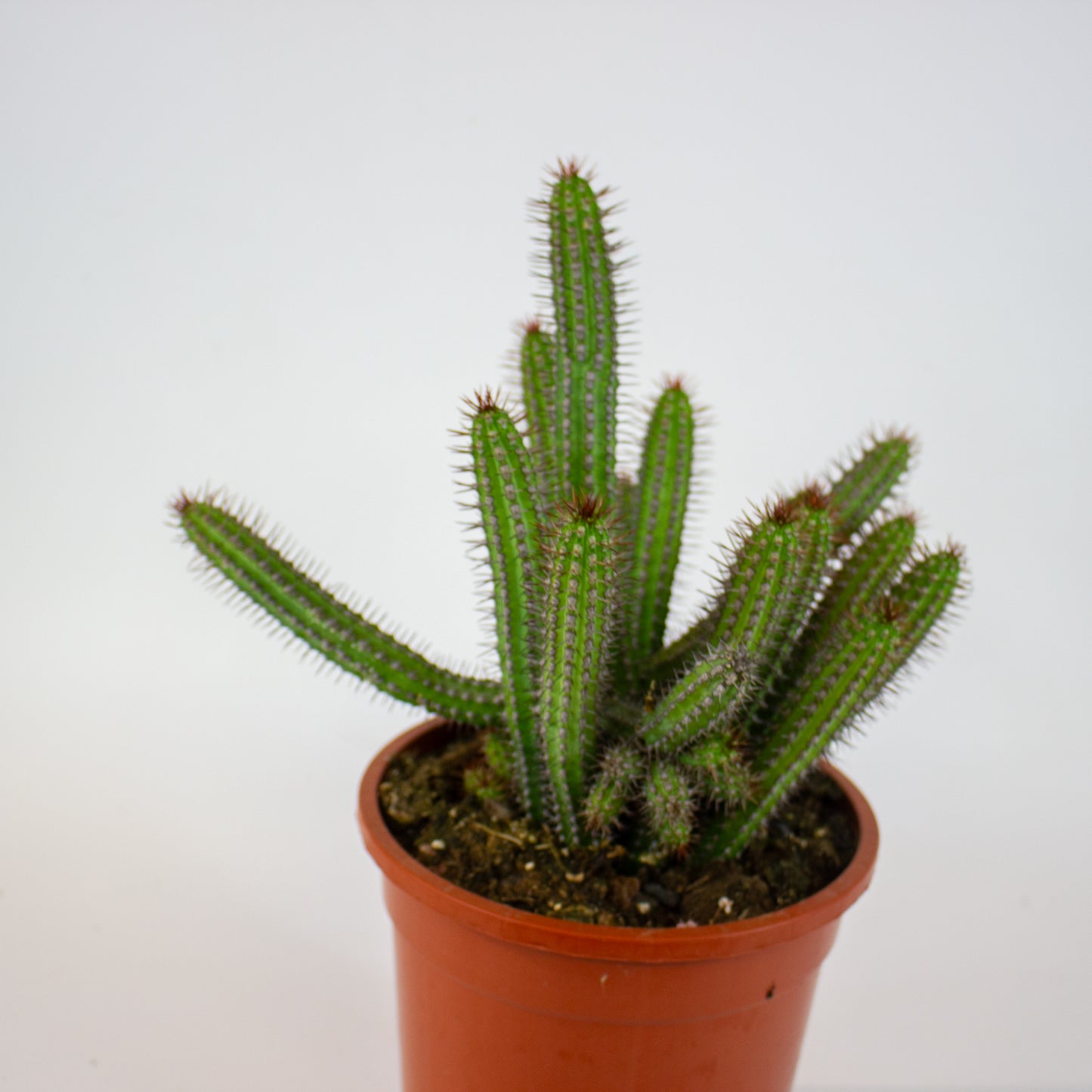 Euphorbia badoensis 17cm H40cm