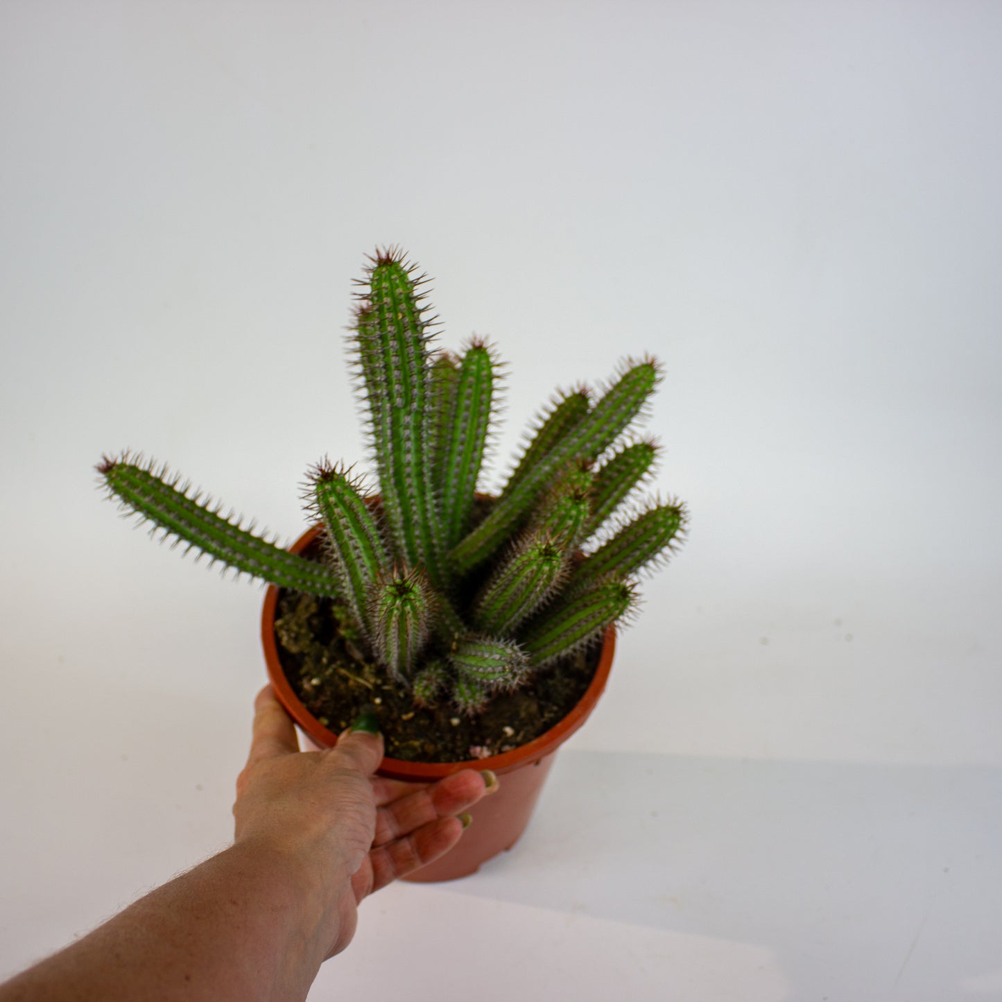 Euphorbia badoensis 17cm H40cm