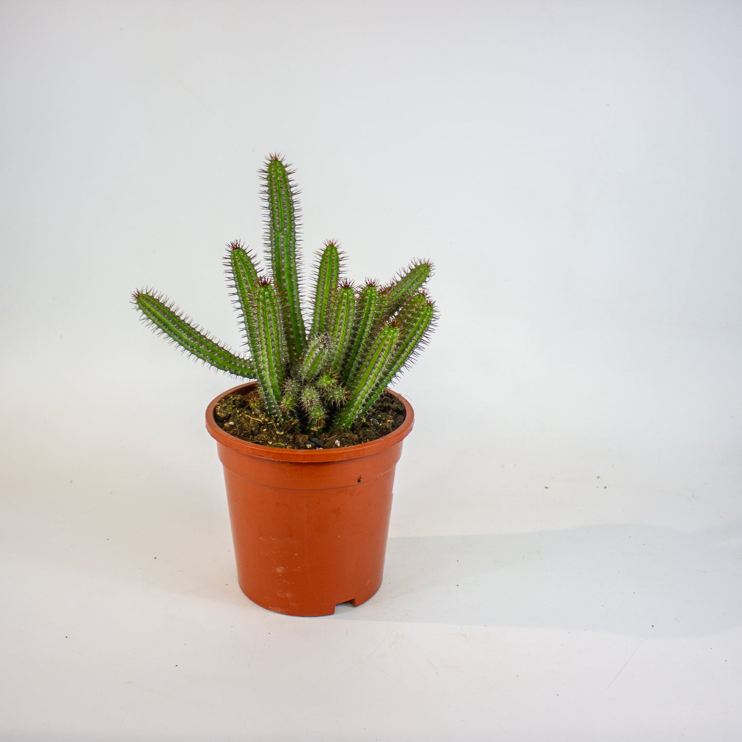 Euphorbia badoensis 17cm H40cm