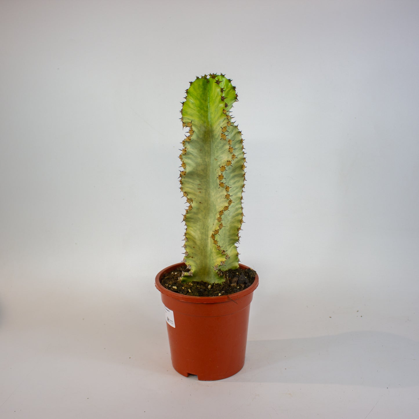 Euphorbia ingens Variegata 17cm H50cm