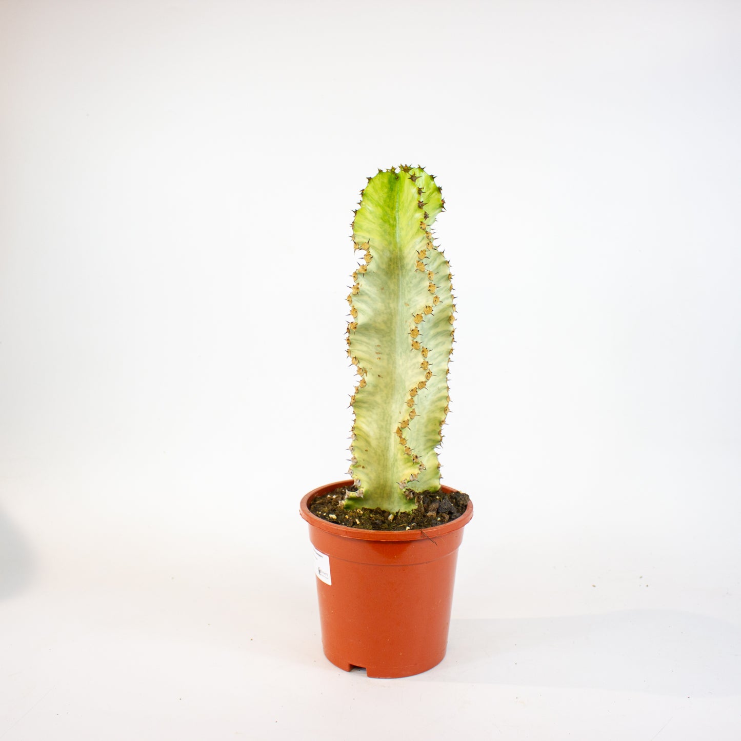 Euphorbia ingens Variegata 17cm H50cm