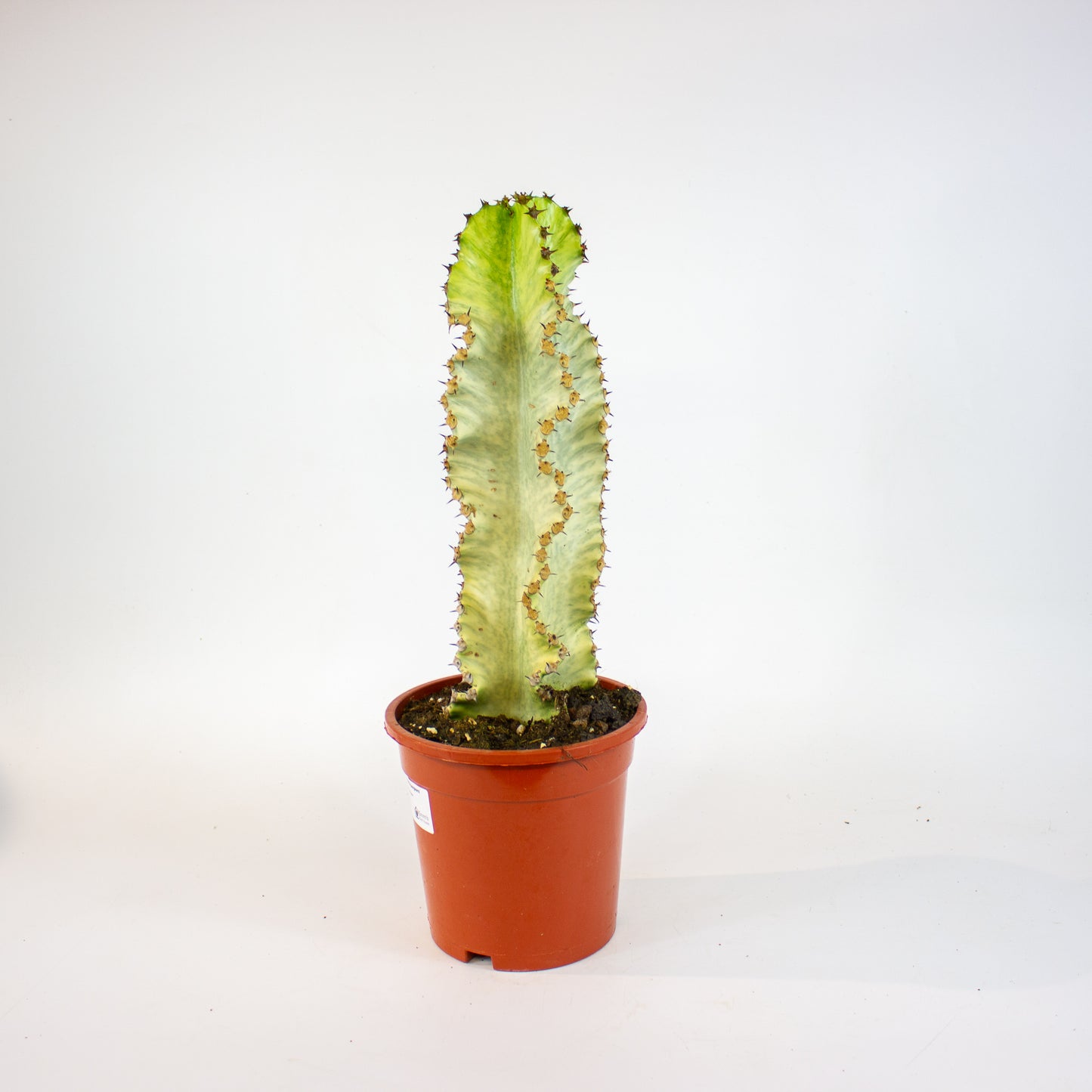 Euphorbia ingens Variegata 17cm H50cm