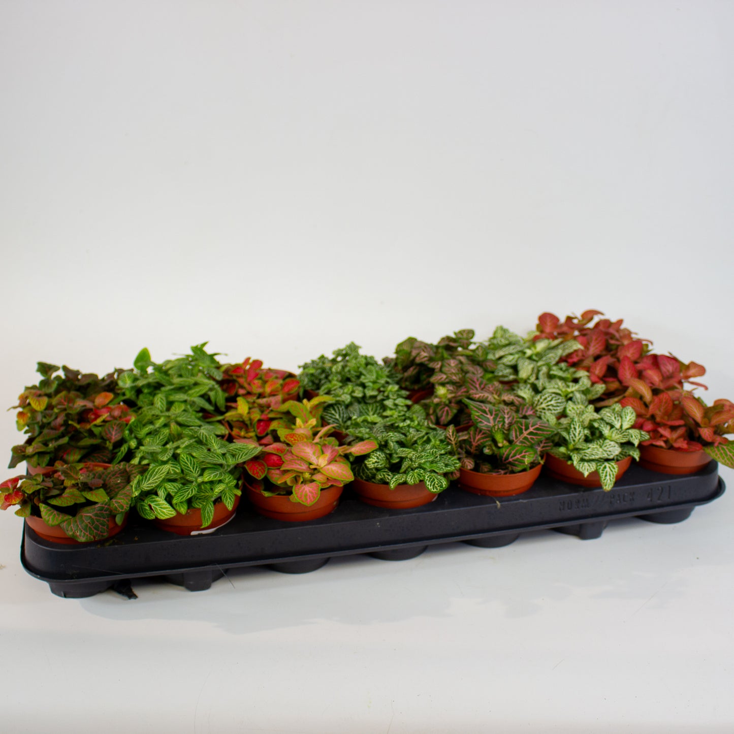 Fittonia - Choose one from our selection 8.5cm H10cm