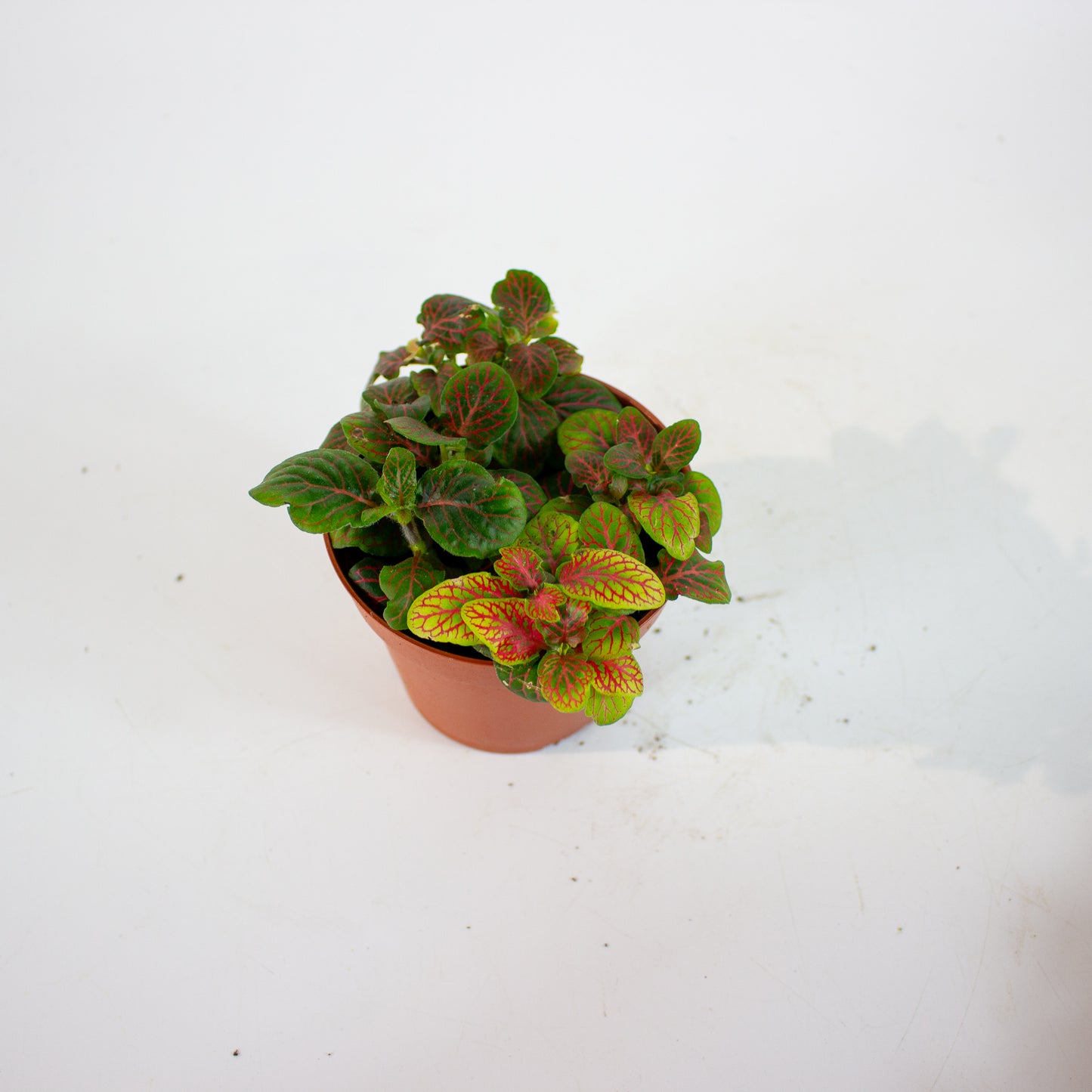 Fittonia - Choose one from our selection 8.5cm H10cm
