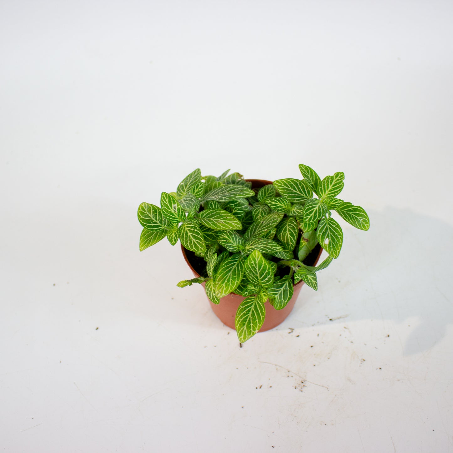 Fittonia - Choose one from our selection 8.5cm H10cm