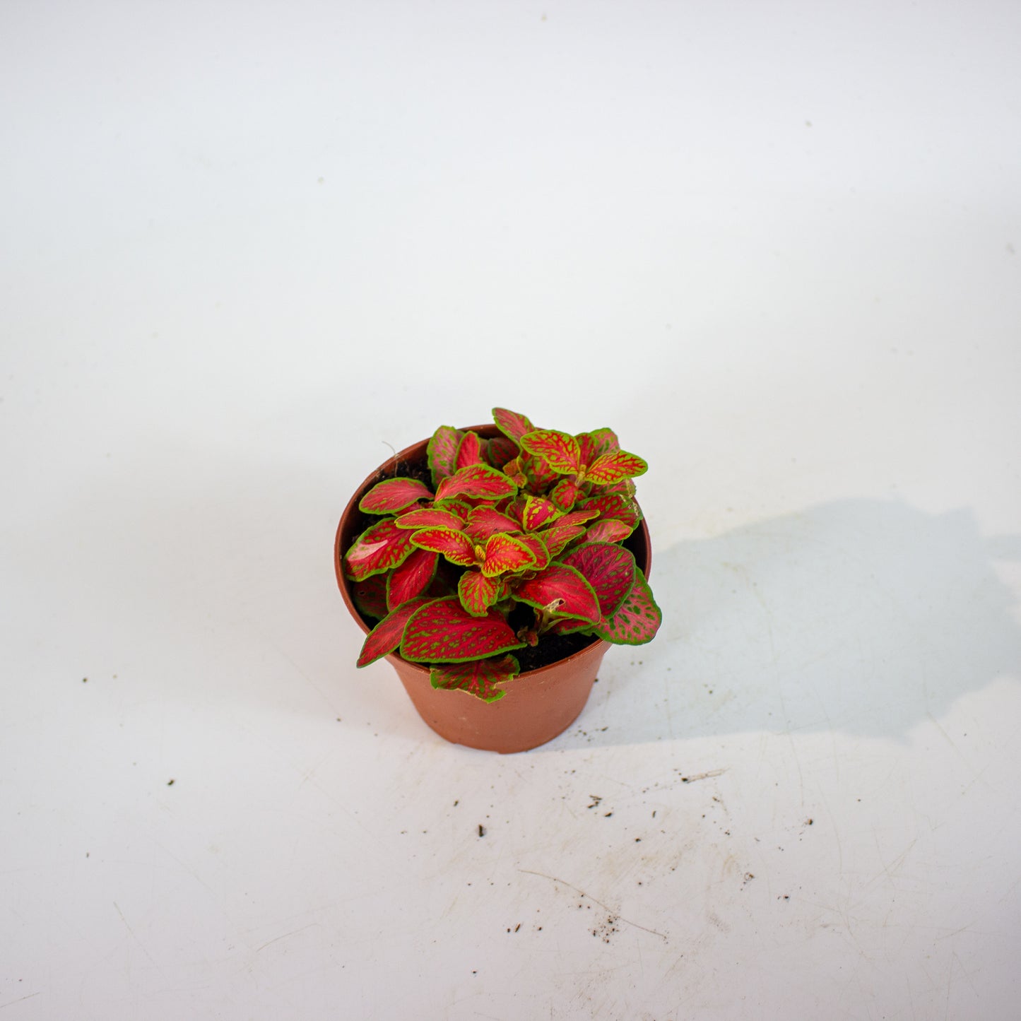 Fittonia - Choose one from our selection 8.5cm H10cm