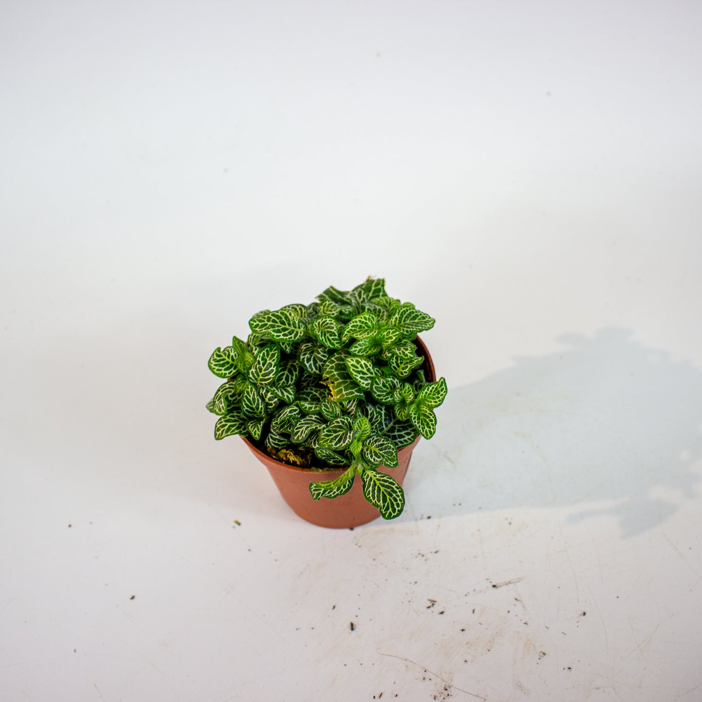 Fittonia - Choose one from our selection 8.5cm H10cm