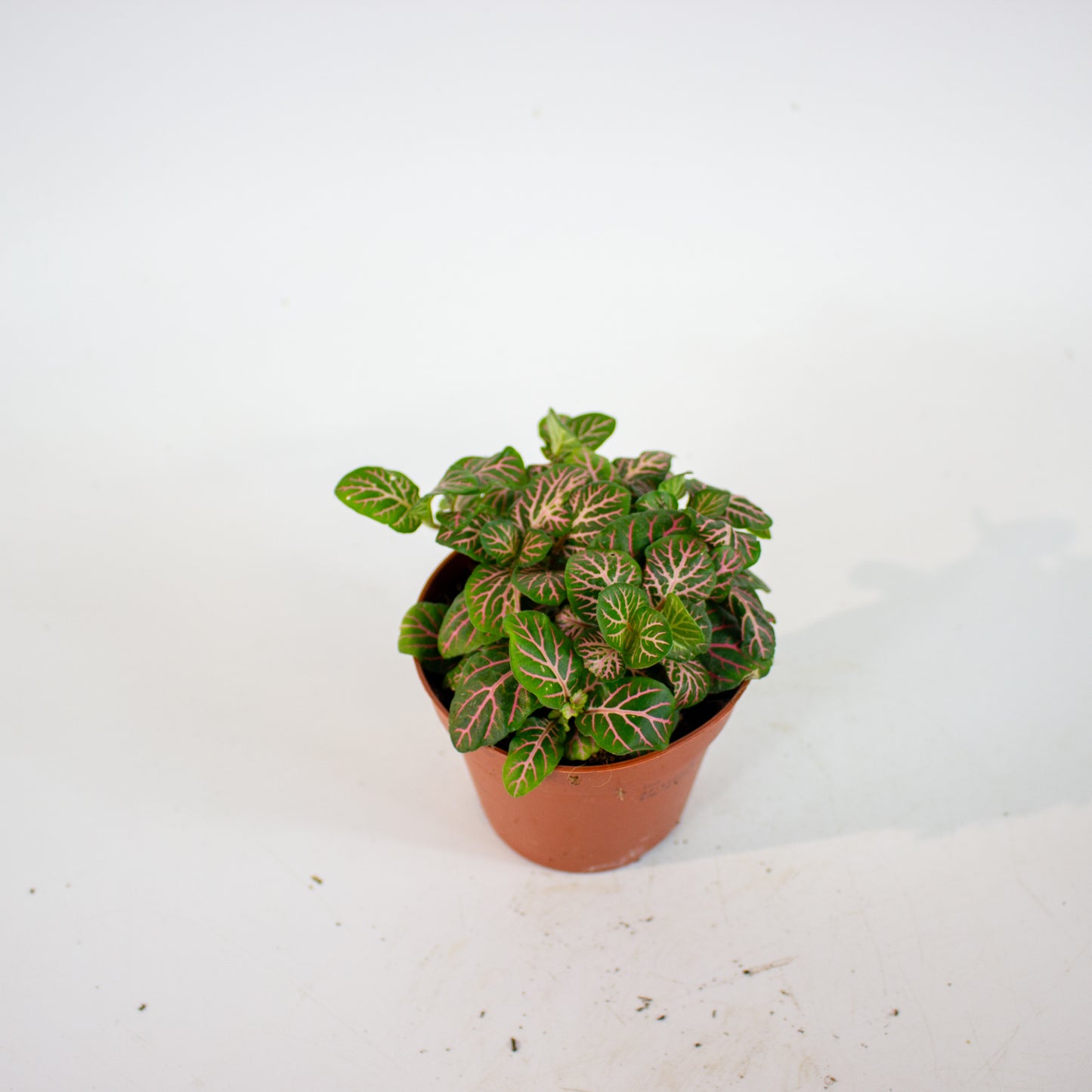 Fittonia - Choose one from our selection 8.5cm H10cm