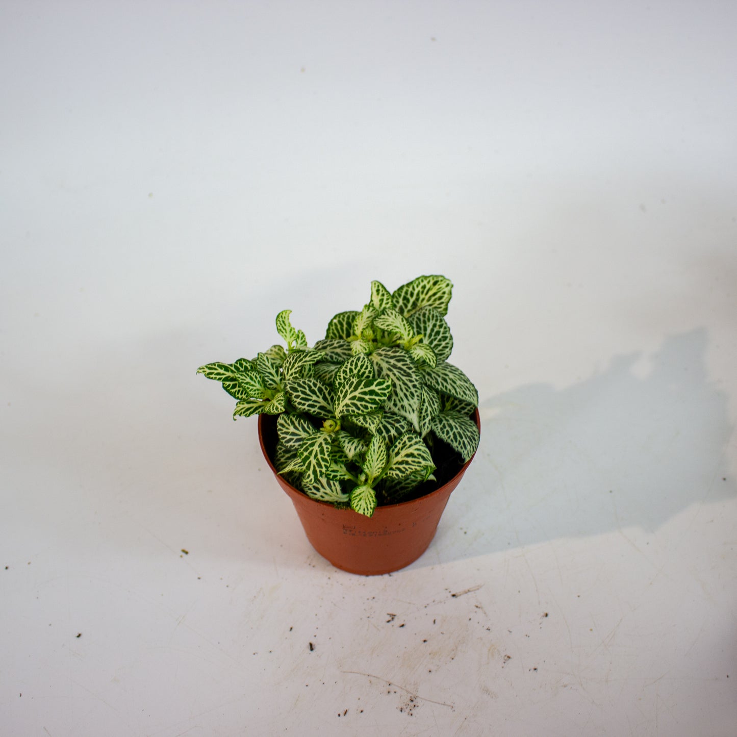 Fittonia - Choose one from our selection 8.5cm H10cm
