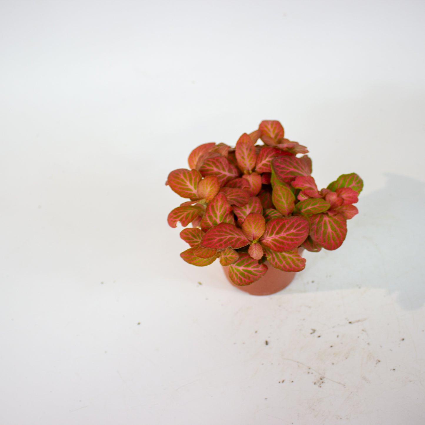 Fittonia - Choose one from our selection 8.5cm H10cm