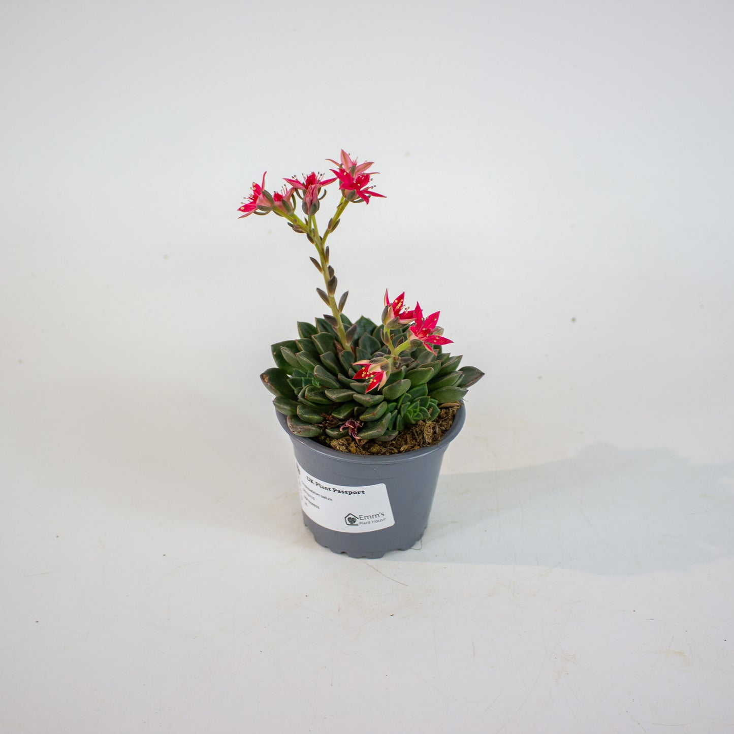 Graptopetalum bellum 9cm H12cm